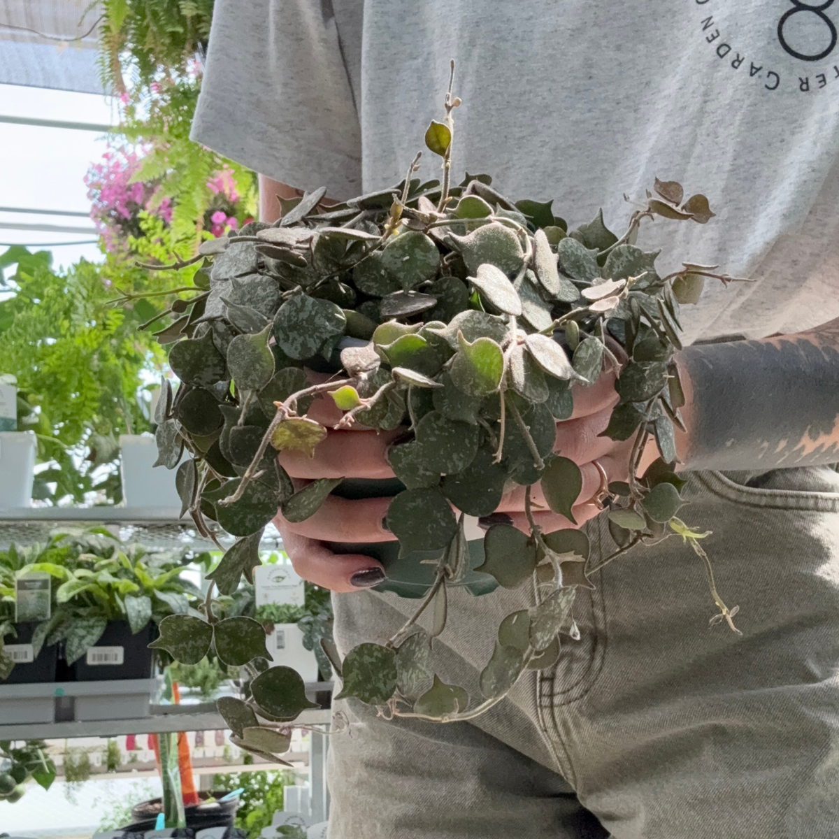 a person holding a potted hoy curtisii plant in a greenhouse setting