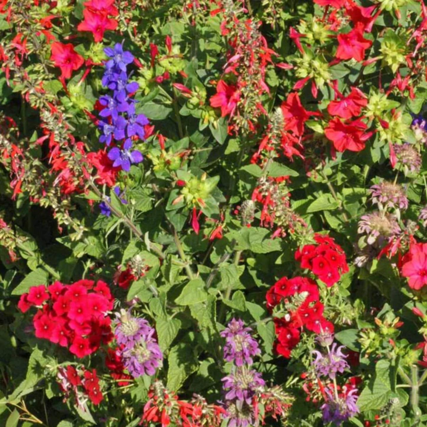 a variety of brightly coloured flowers growing in a garden setting