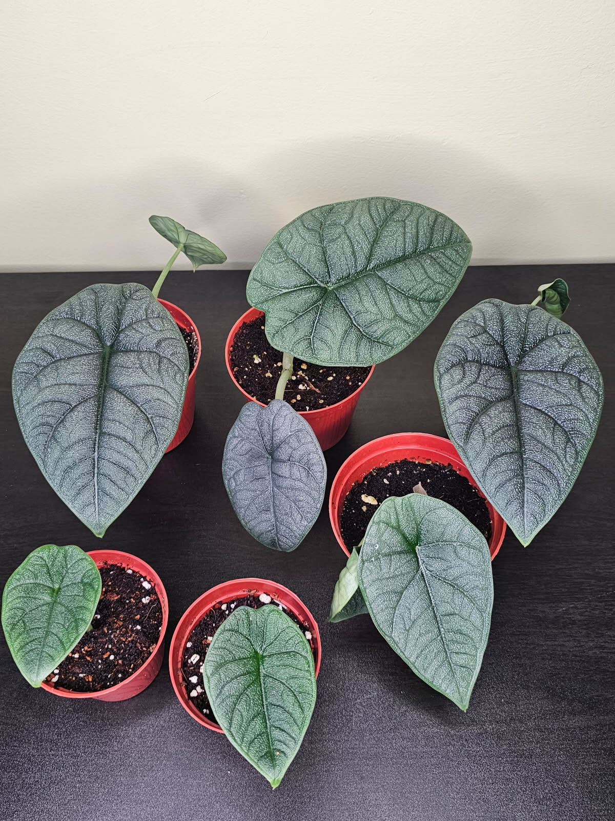 Several Alocasia Melo plants with blue-green, thick textured leaves in 4-inch red pots against a black background.