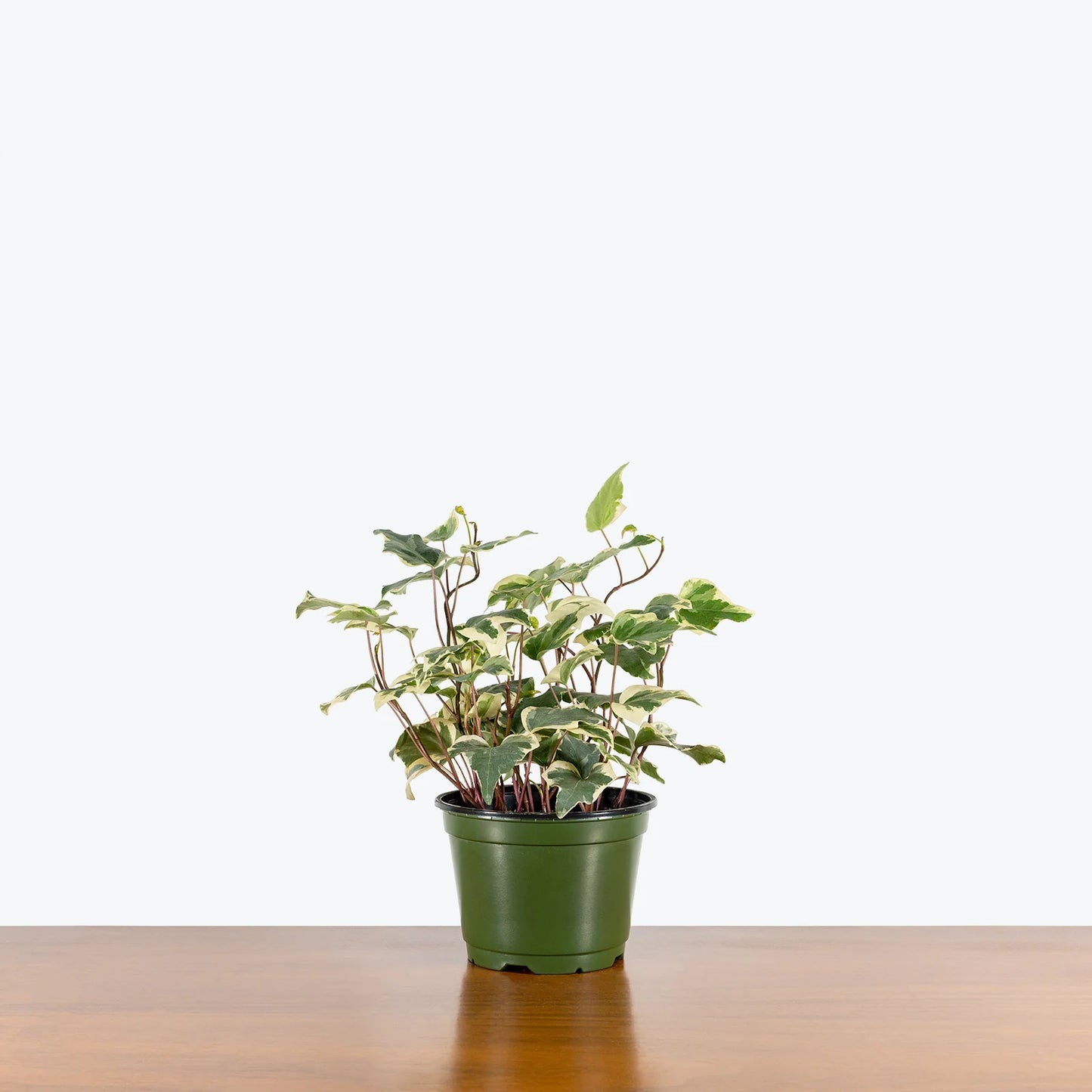Ivy 'Marengo' (Hedera algeriensis 'Marengo')