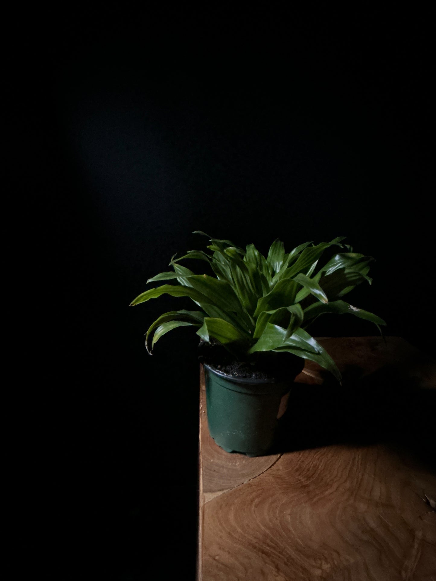 A potted Janet Craig Compacta (Dracaena deremensis) plant with glossy dark green leaves, placed on a wooden surface against a black background.