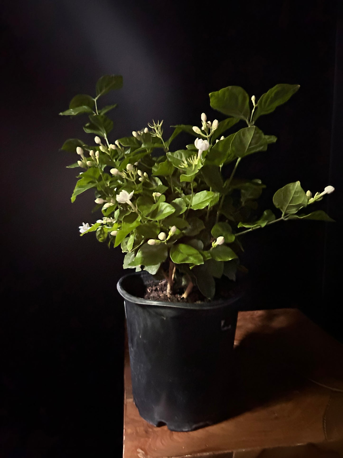 Potted jasmine arabian plant with green leaves and small white flowers on a dark background