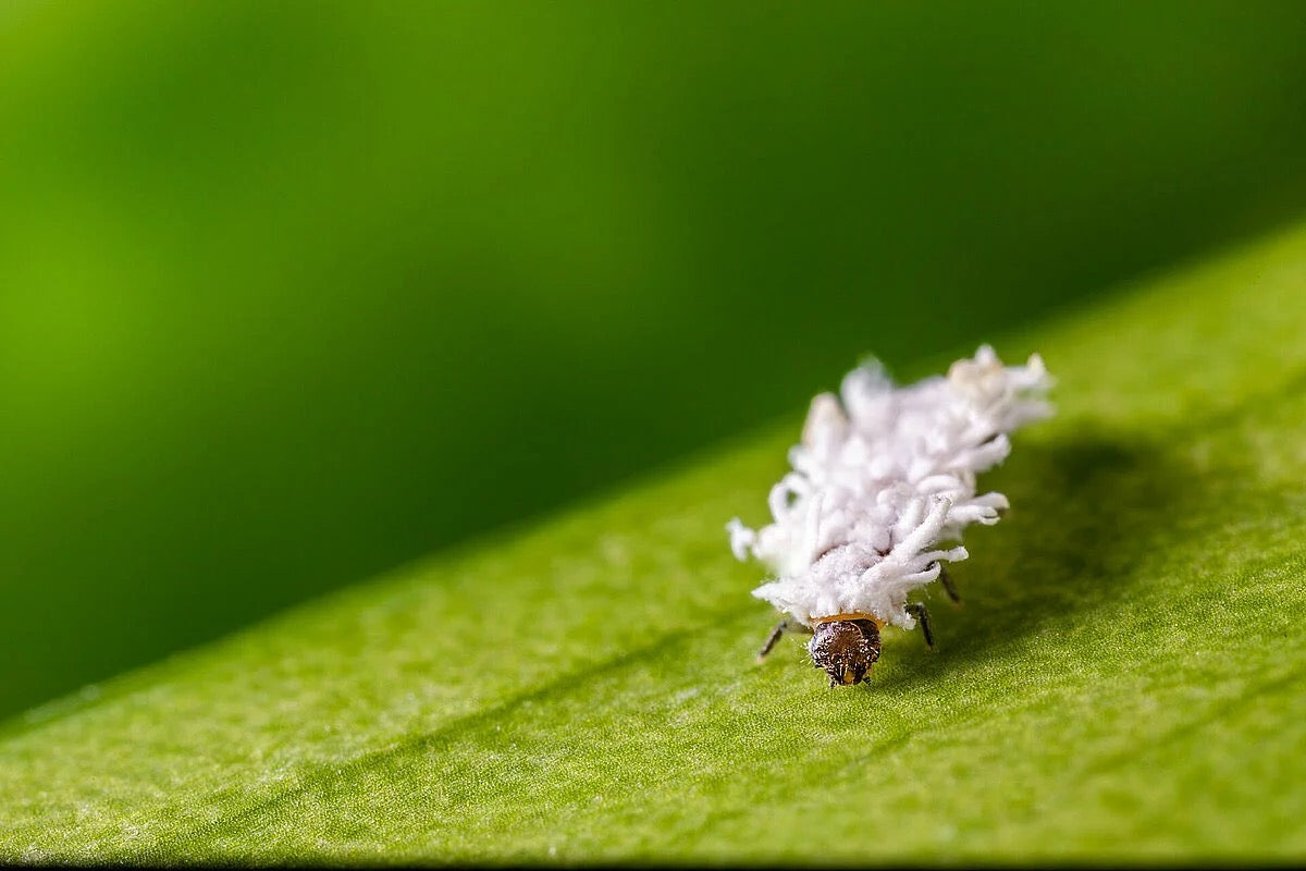 a close up of a koppert cryptobug larvae with a white fluffy like body resting on a green leaf with a soft blurred green background