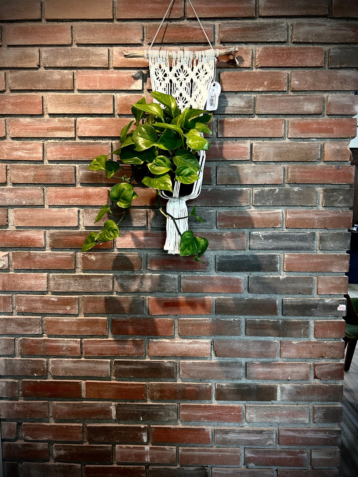 A macramé wall hanger in white, hanging against a brick wall with a green plant.