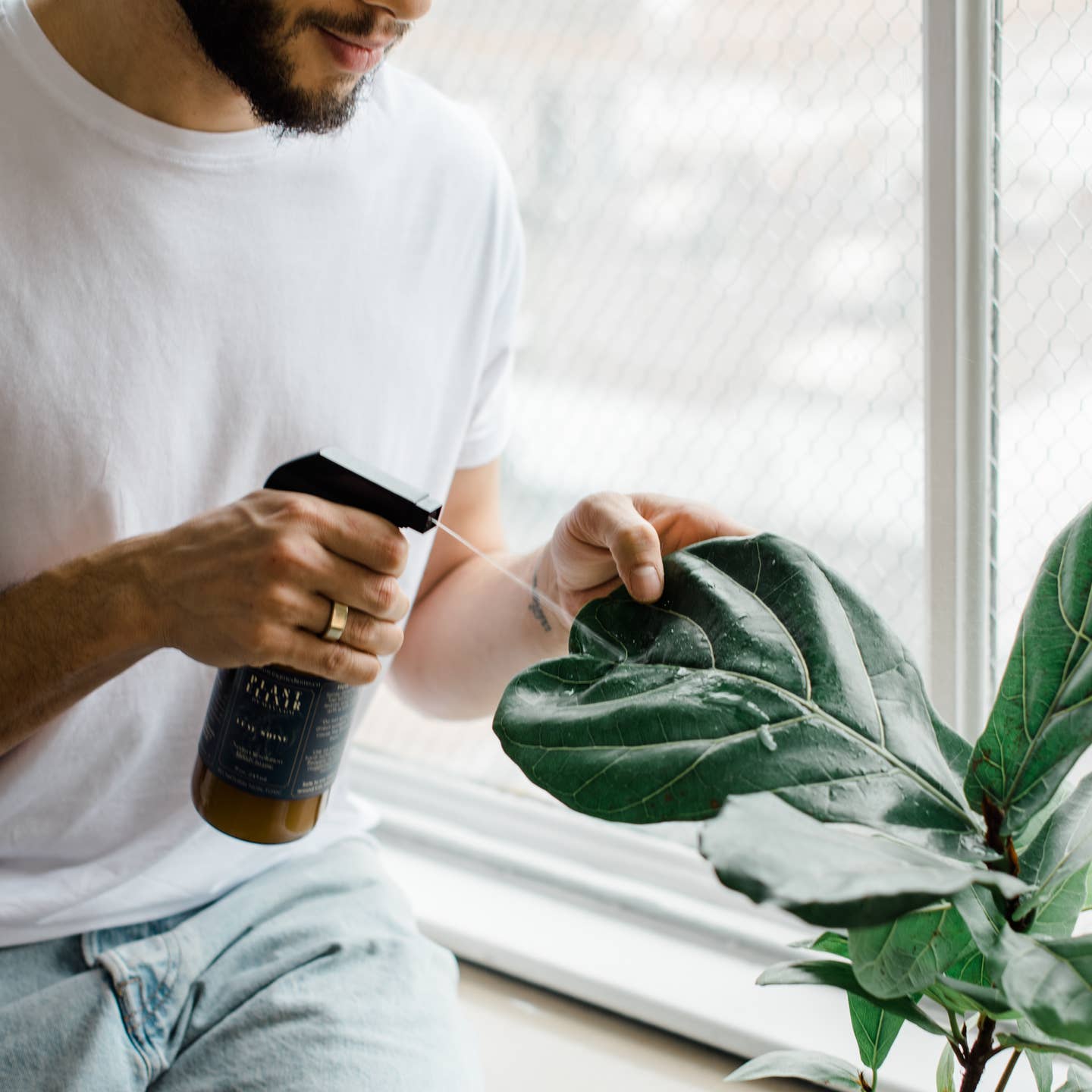 a person spreading a fiddle leaf fig with a bottle of plant elixir in a bright setting