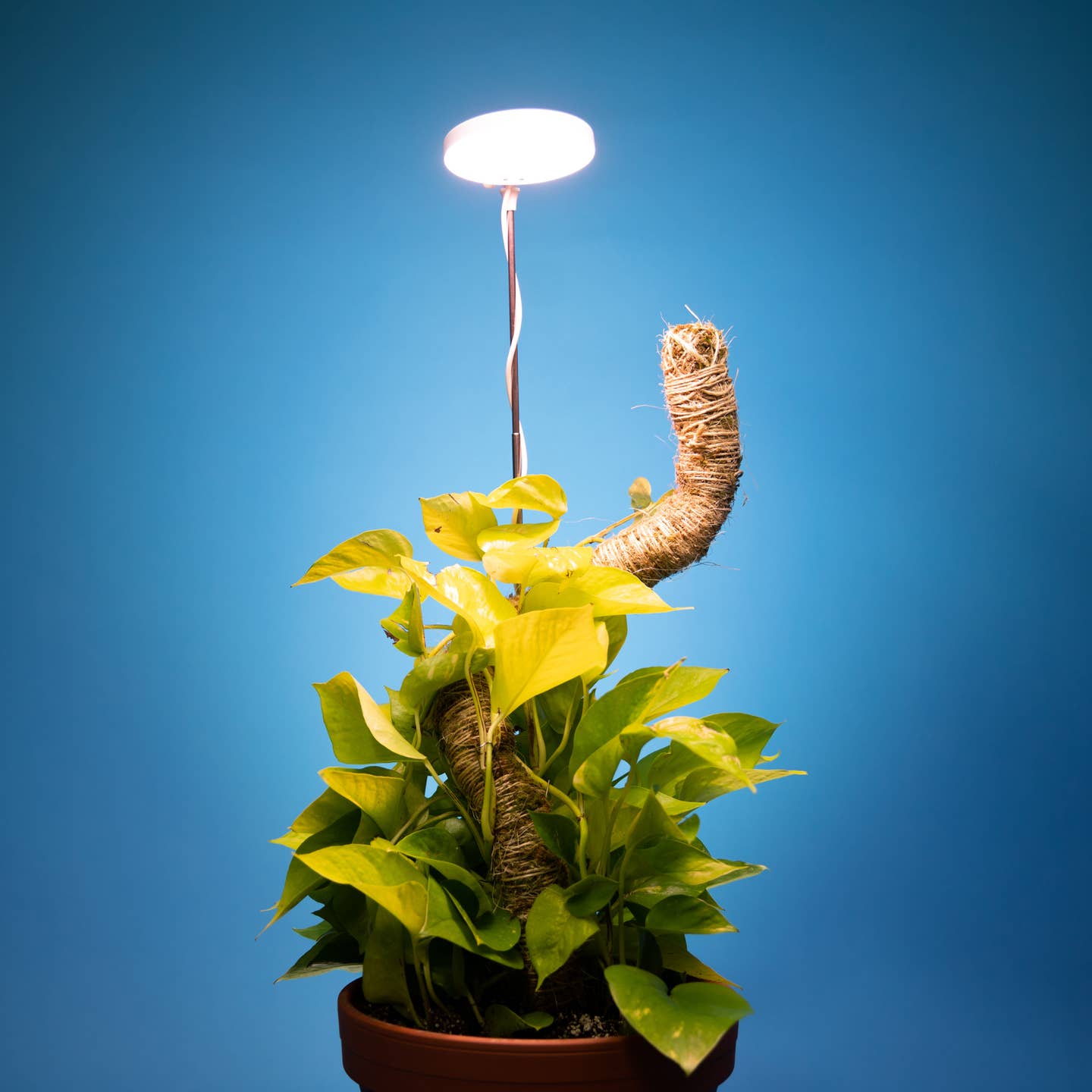 indoor lights for plants LED Plant Light – Full Spectrum Grow Light for Indoor Plants – Urbane Eight Inc