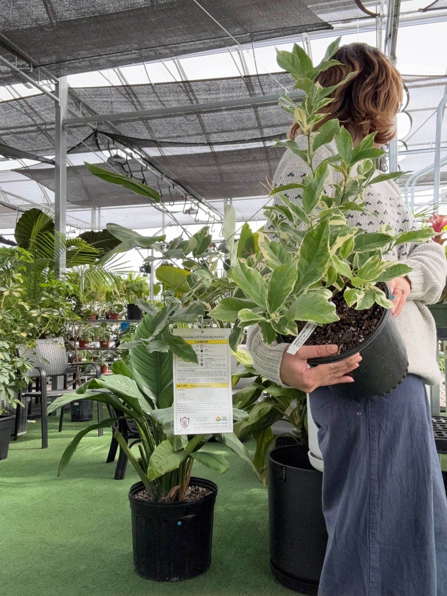 a person holding a potted lemon tree plant in a greenhouse setting