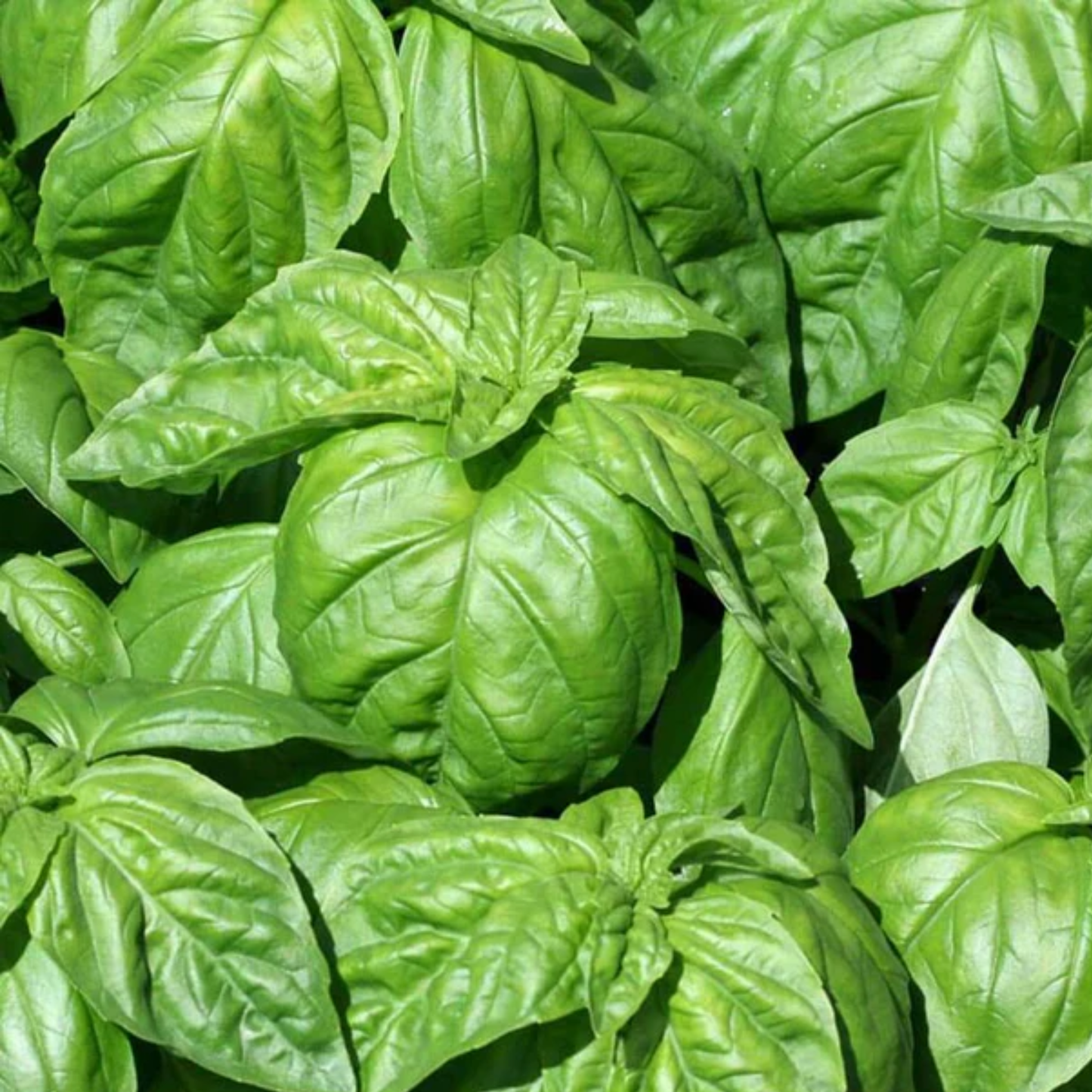 a close up of the bright green leaves of lettuce leaf basil plant