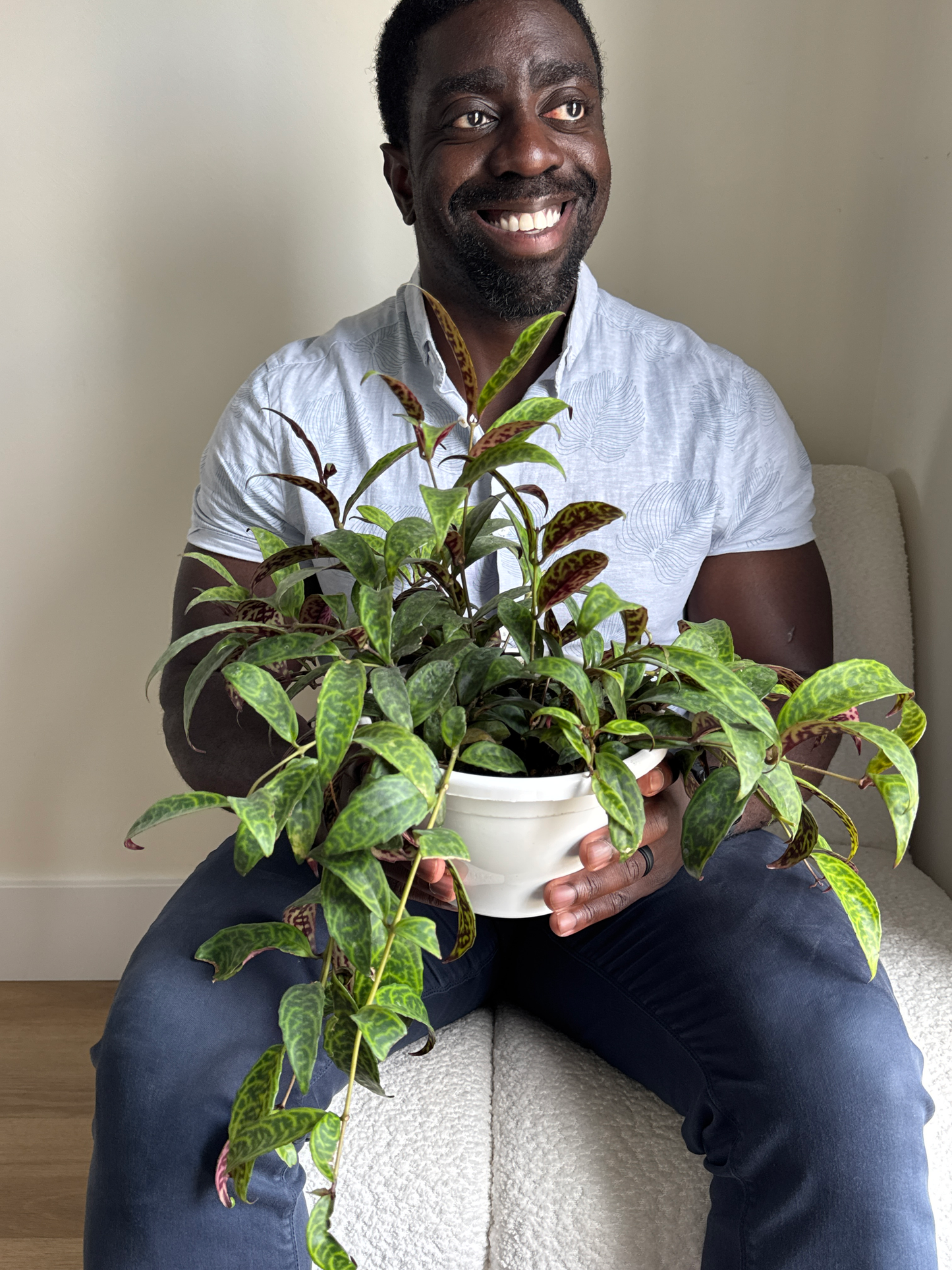 Man holding a potted Lipstick Plant Black Pagoda plant with green leaves with purple accents indoors with a white background