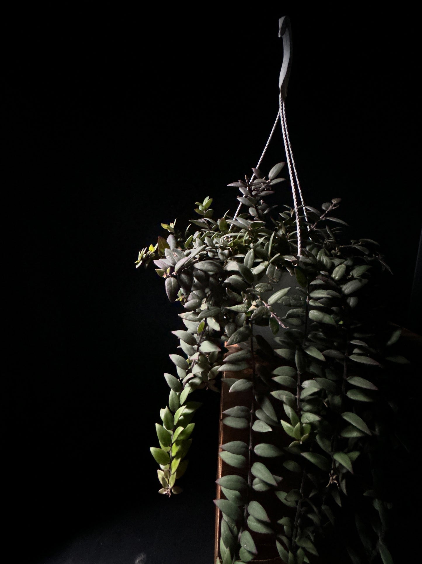 A Lipstick Plant 'Myra' with glossy green leaves and bold red, tubular flowers, displayed in a hanging basket against a dark background.