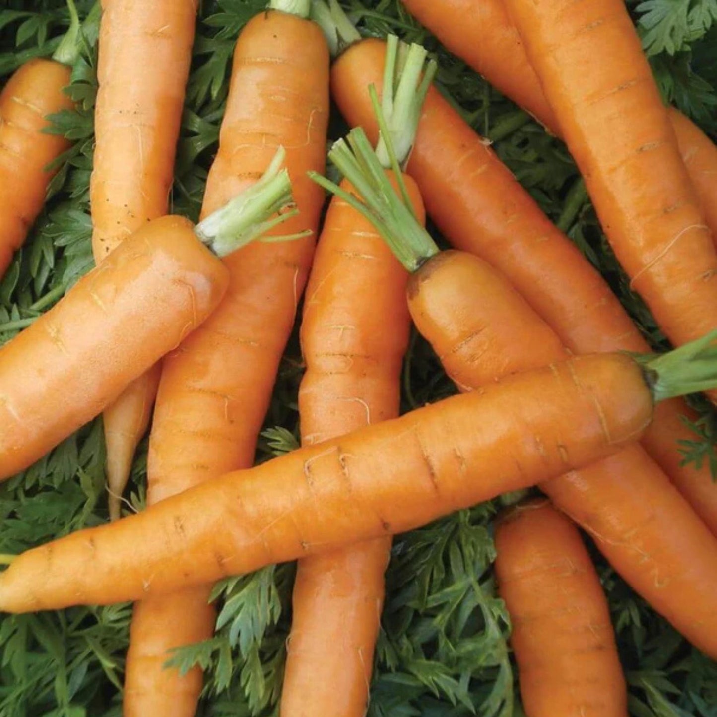 Close-up of fresh carrots with green tops on a green leafy background