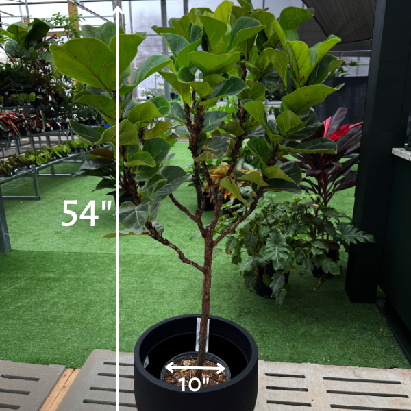 Ficus 'Lyrata Little Fiddle STD' (Ficus lyrata 'Little Fiddle')