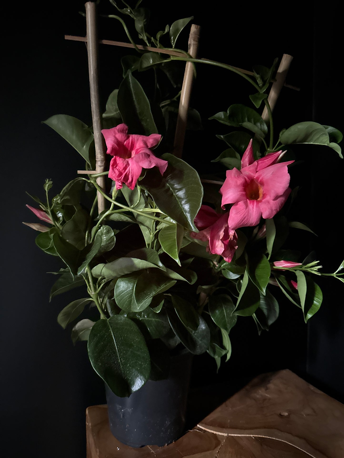 Pink mandevilla flowers and green leaves on a dark background