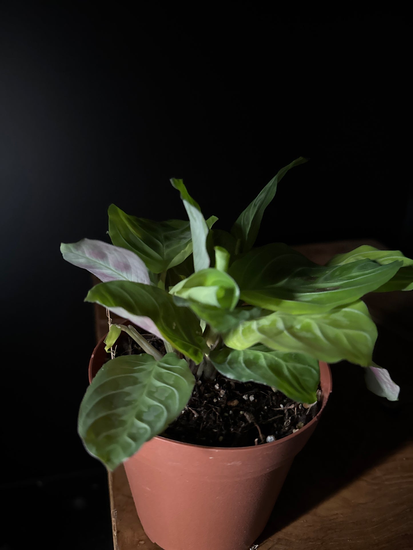 Small potted maranta silverline plant with green leaves on a dark background