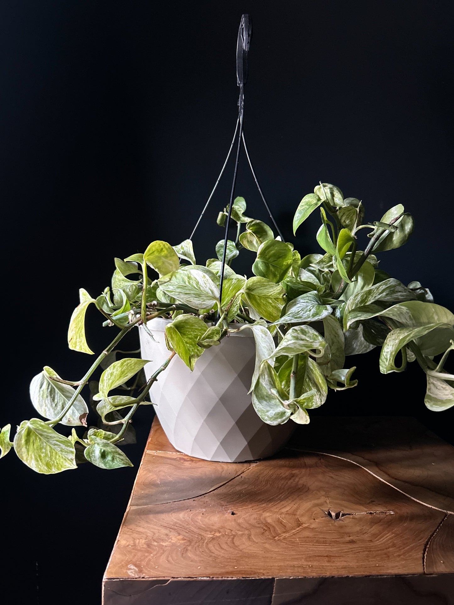 A hanging basket of Pothos - Marble Queen with heart-shaped, marbled leaves, placed on a wooden surface against a dark background.
