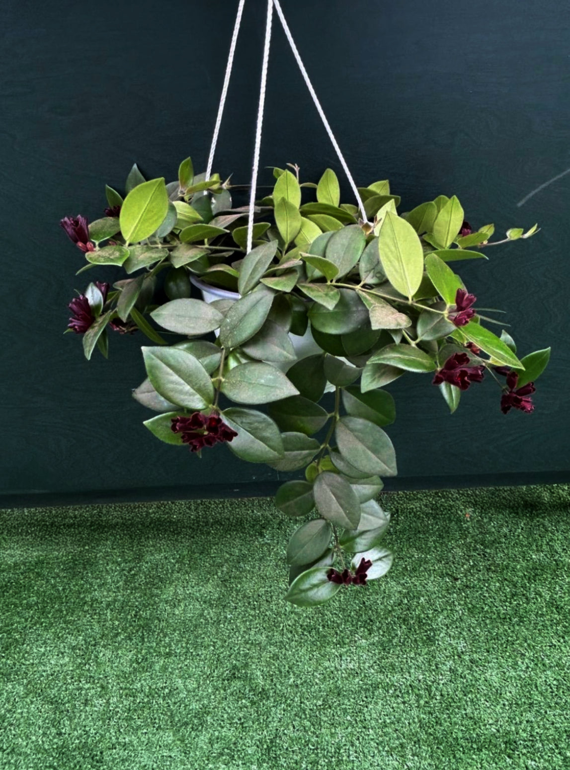 a potted lipstick Mona Lisa plant in a hanging basket
