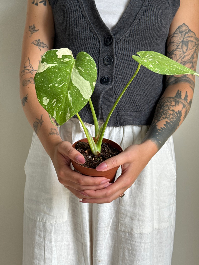 Person holding a potted Monstera Thai Constellation plant with a neutral background
