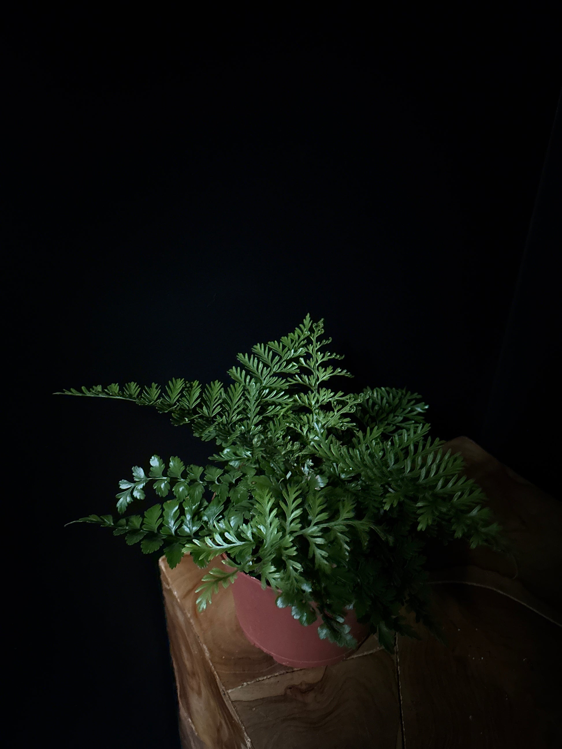 Green fern leaves on a dark background
