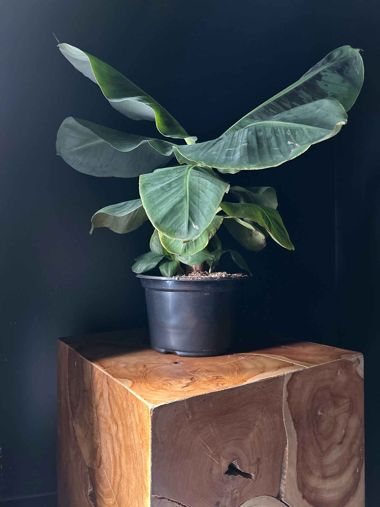 A potted Musa 'Tropicana' plant with large green leaves placed on a wooden stool against a dark background.