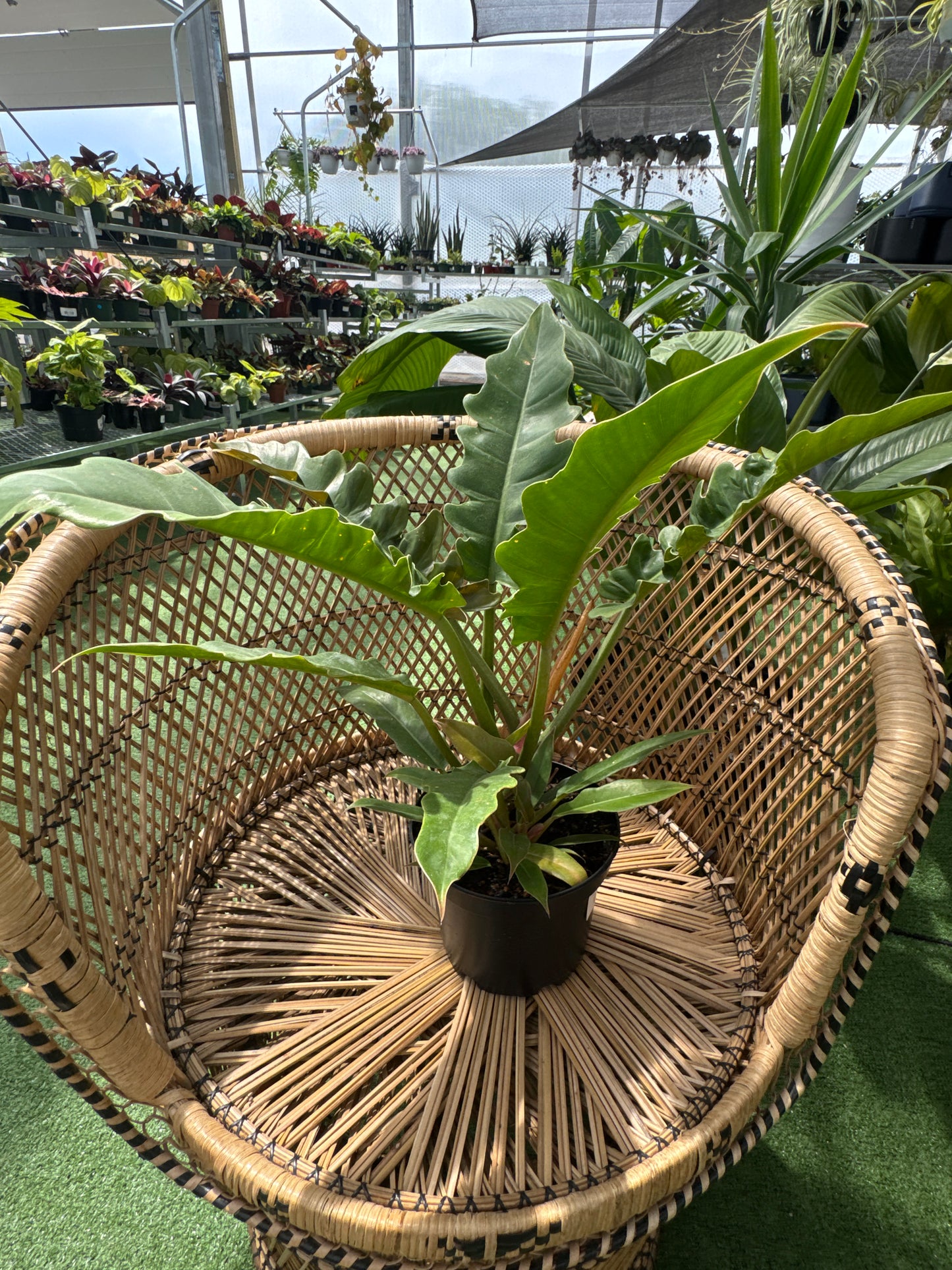 a philodendron narrow tiger tooth plant resting on a wicker chair in a greenhouse setting