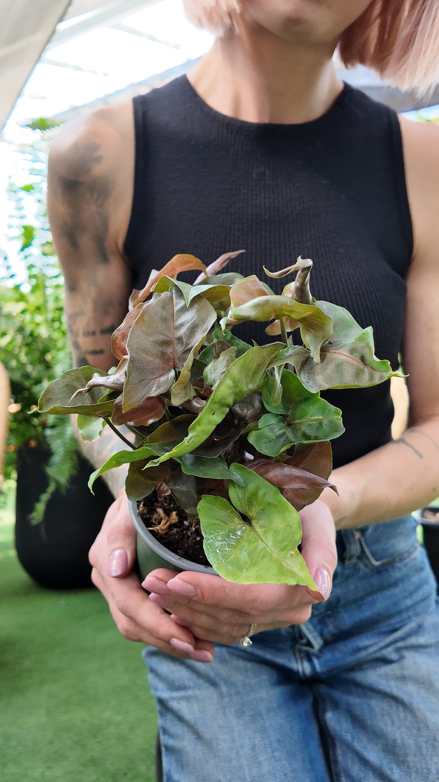 Person holding a potted plant with a blurred background