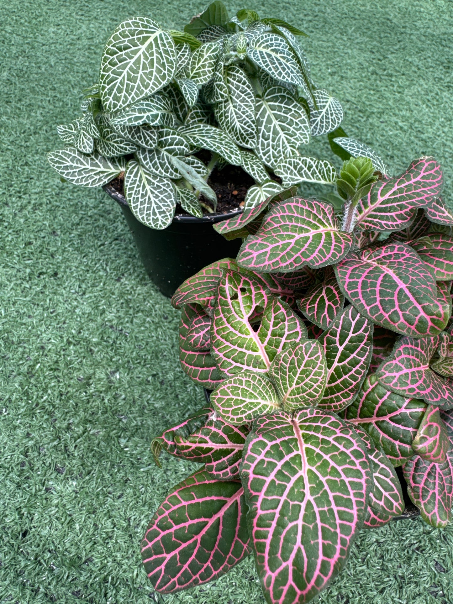 Two potted nerve plants with patterned leaves on a green surface