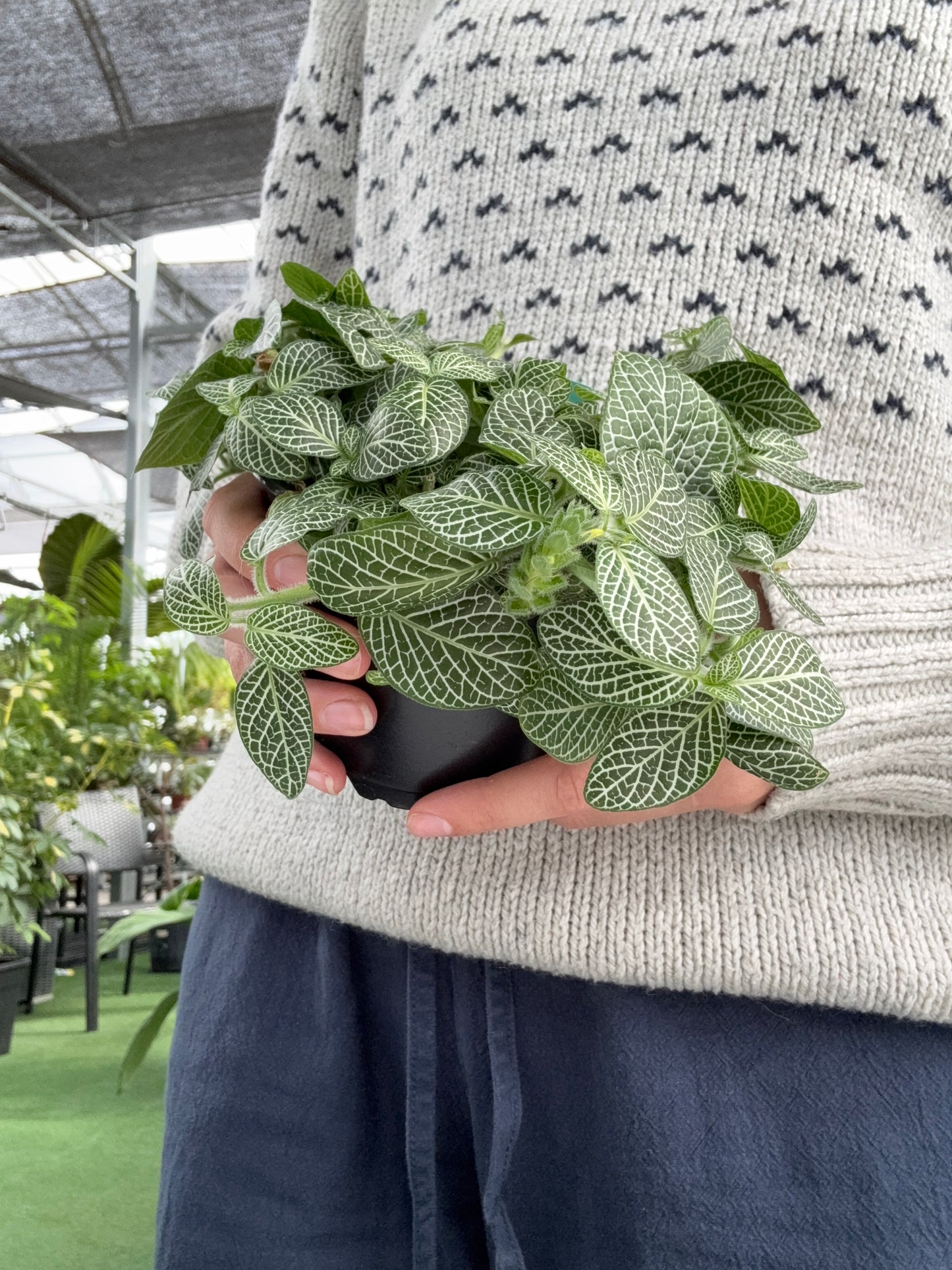 Person holding a small green nerve plant with white veins