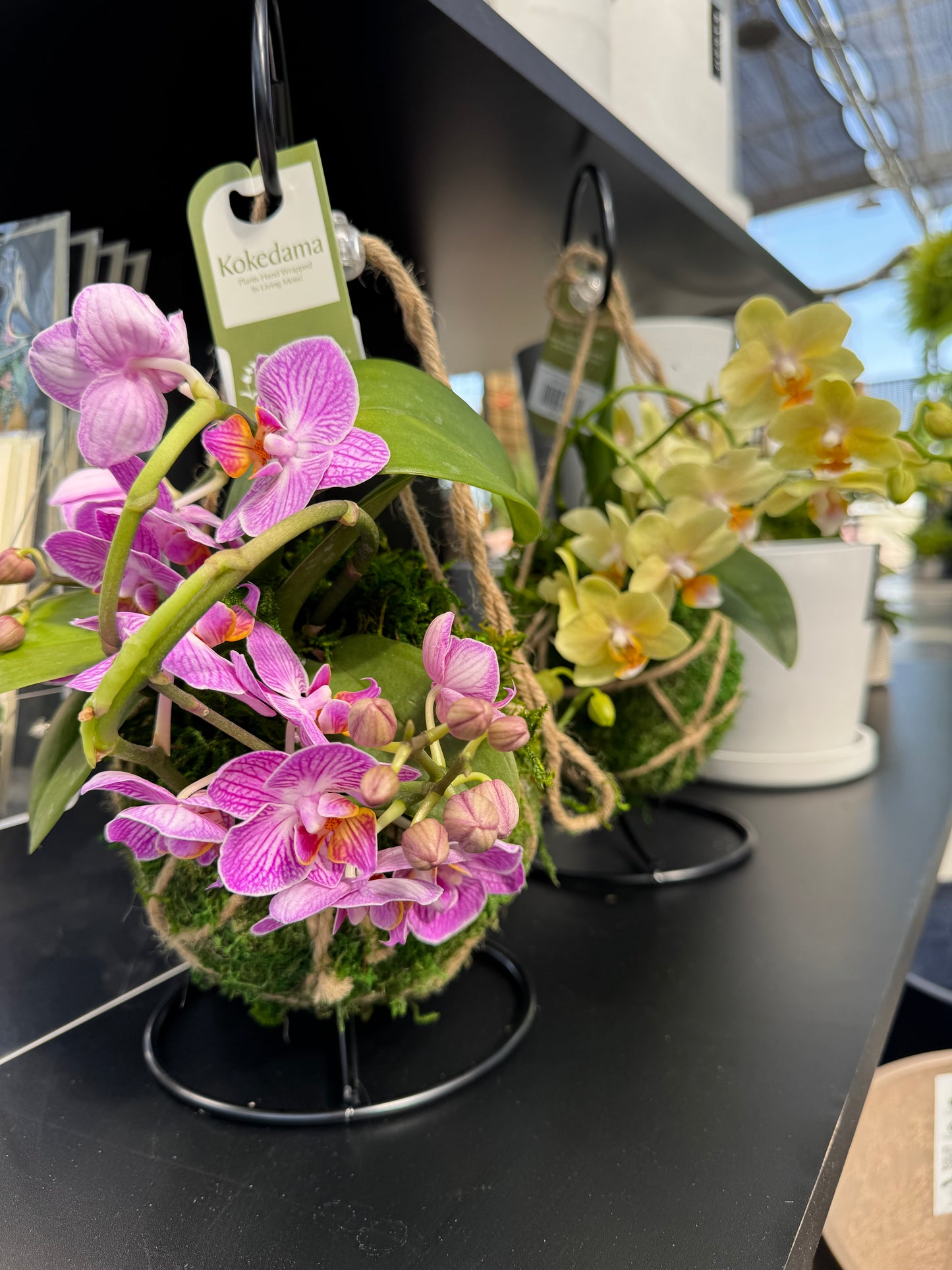 Orchid plant with a tag in a ball of moss called kokodama with a blurred background