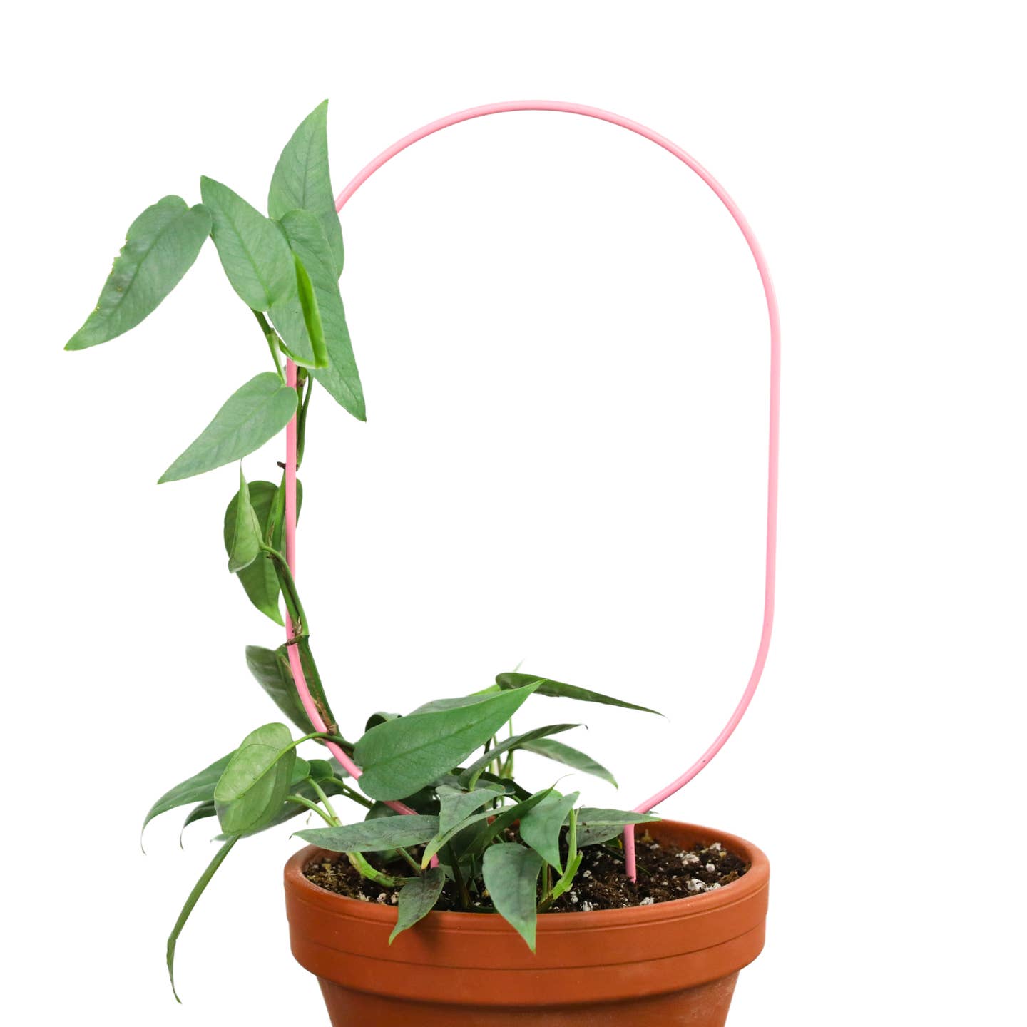 metal plant support trellis Oval Metal Trellis