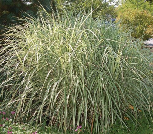 Overdam Feather Reed Grass