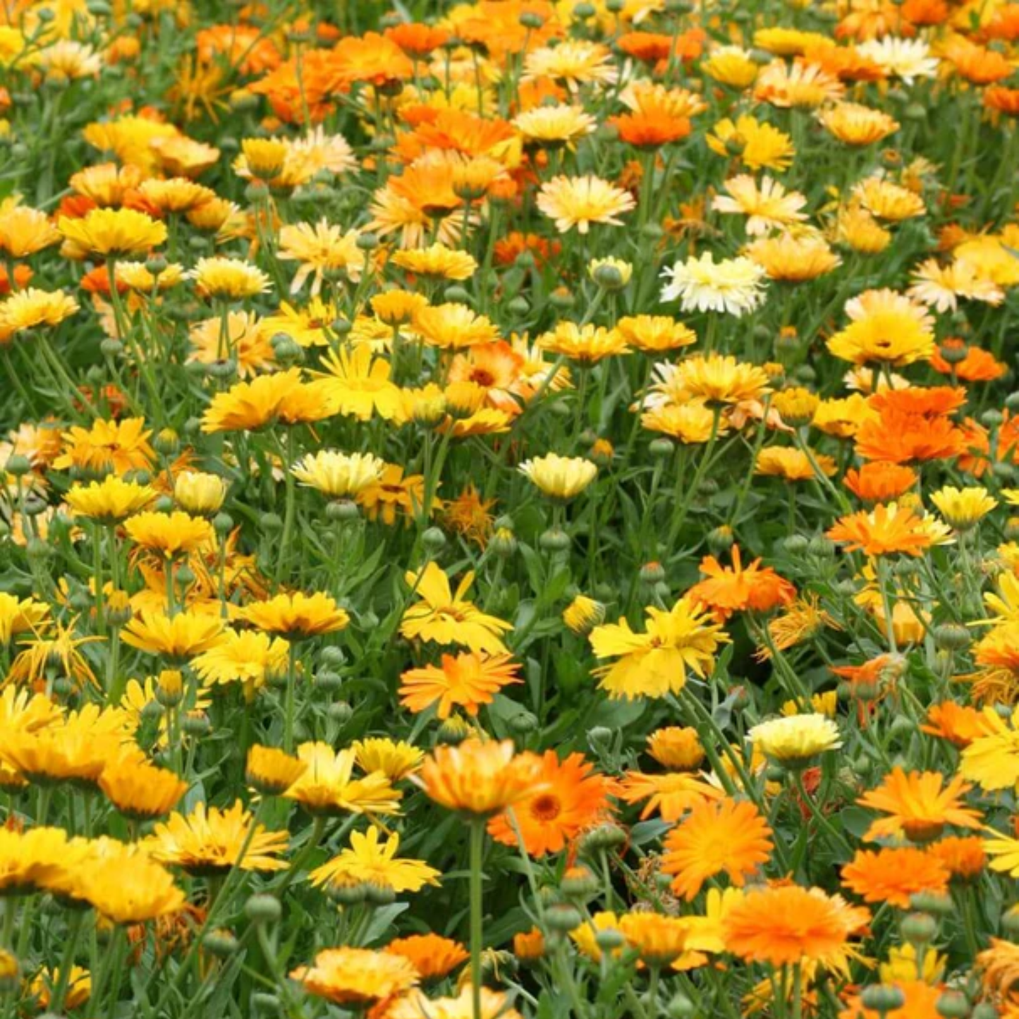 a field of bright orange and yellow pacific beauty calendula flowers with green stems