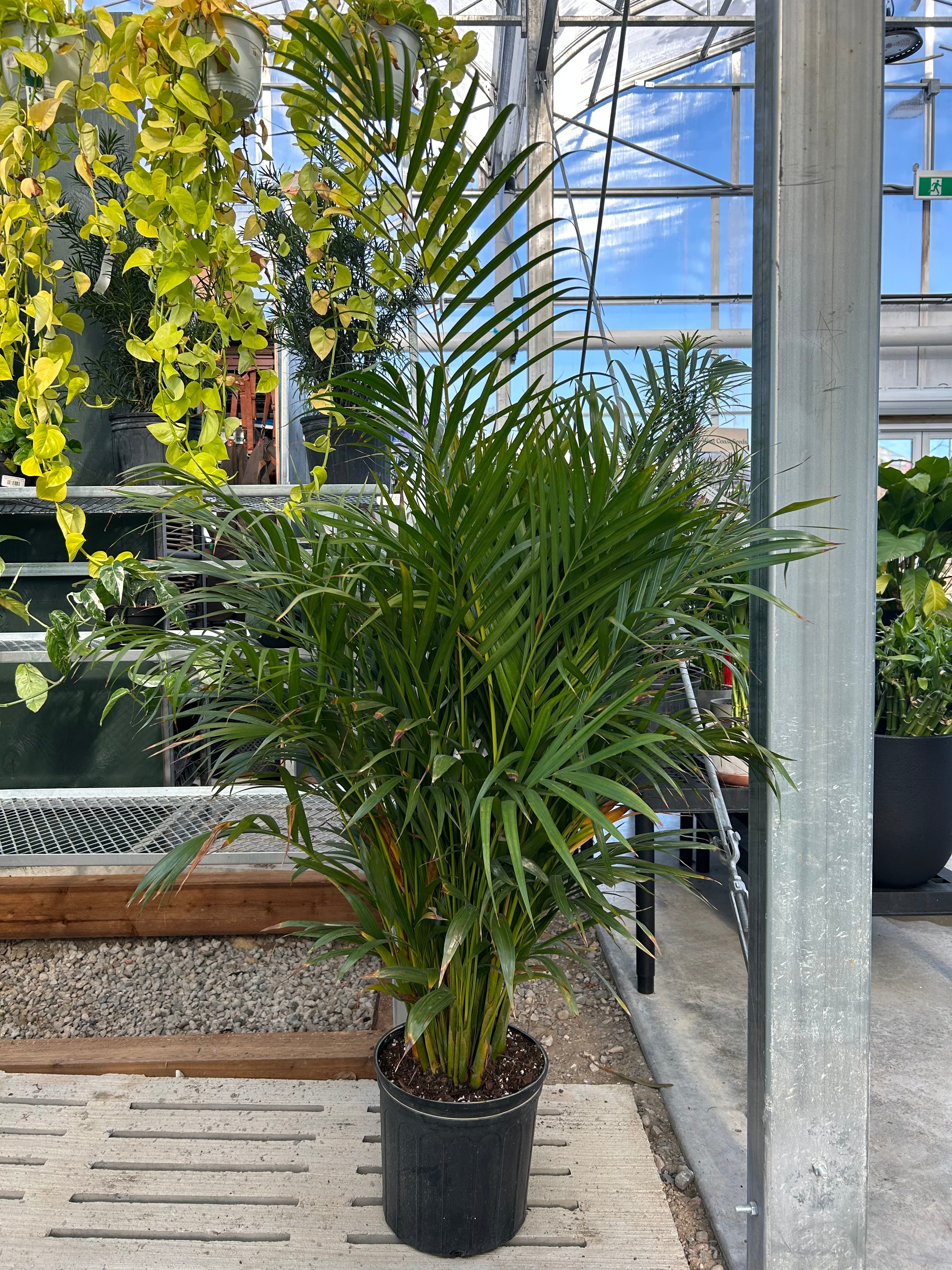 areca palm plant dypsis lutescens Areca Palm