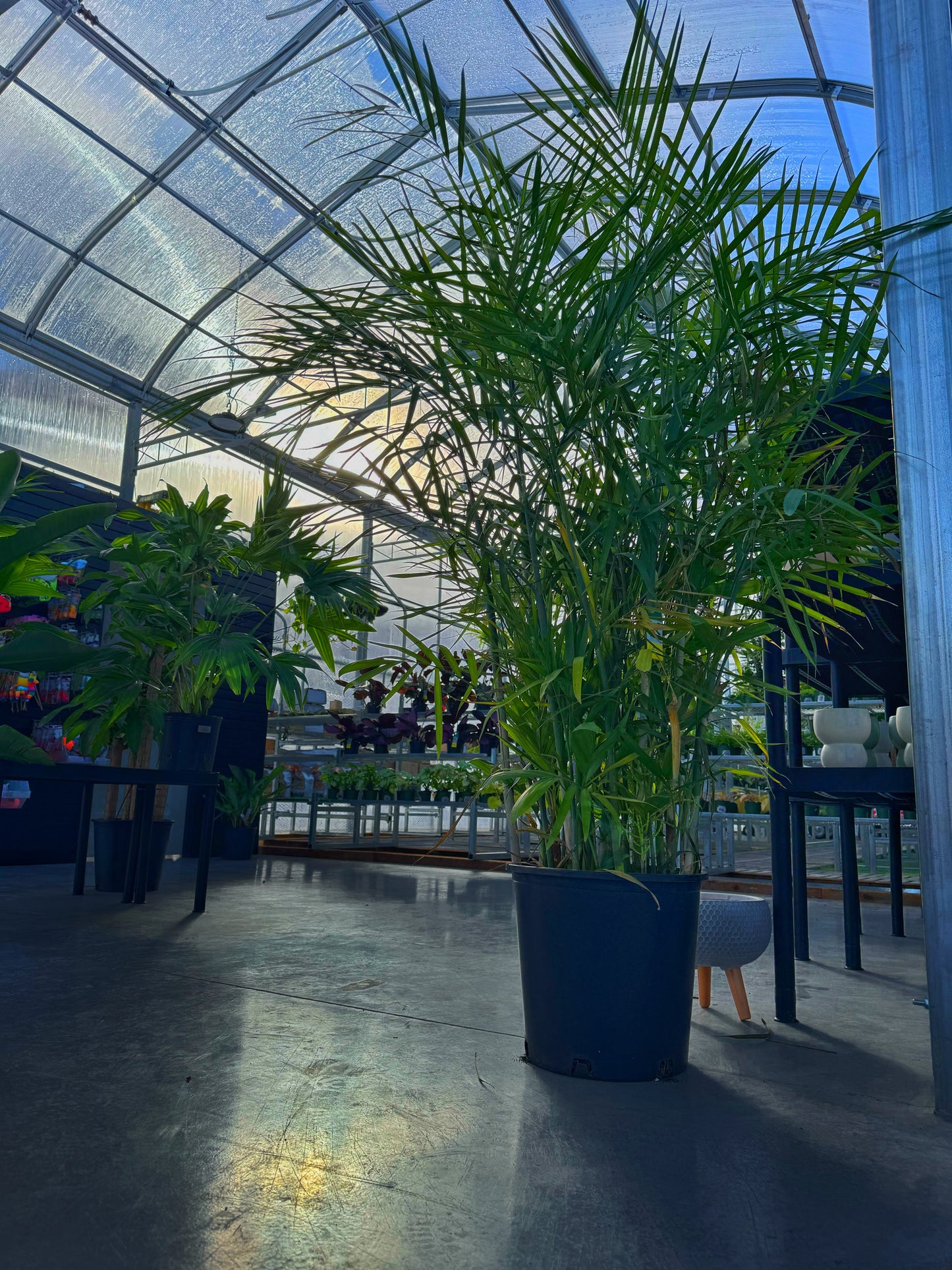 A potted Reed Palm (Chamaedorea seifrizii) plant with tall green fronds, placed inside a greenhouse-like setting with other plants in the background.
