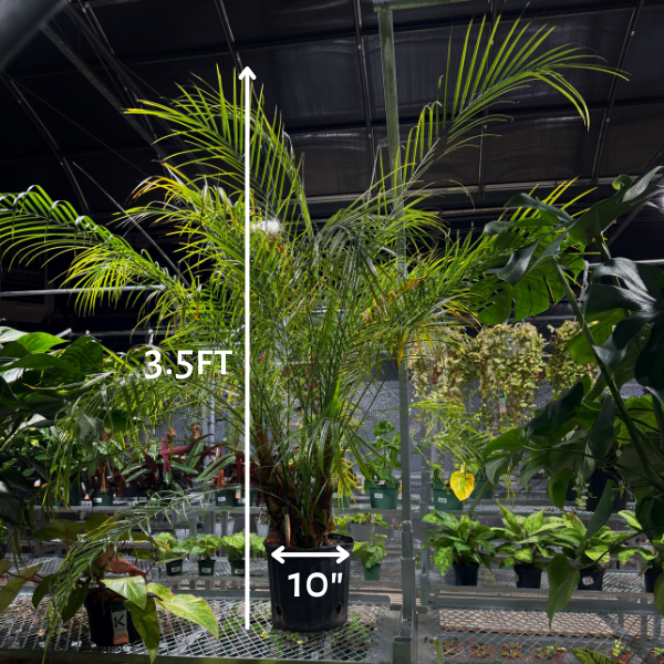 Dattier pygmée (Phoenix roebelenii)