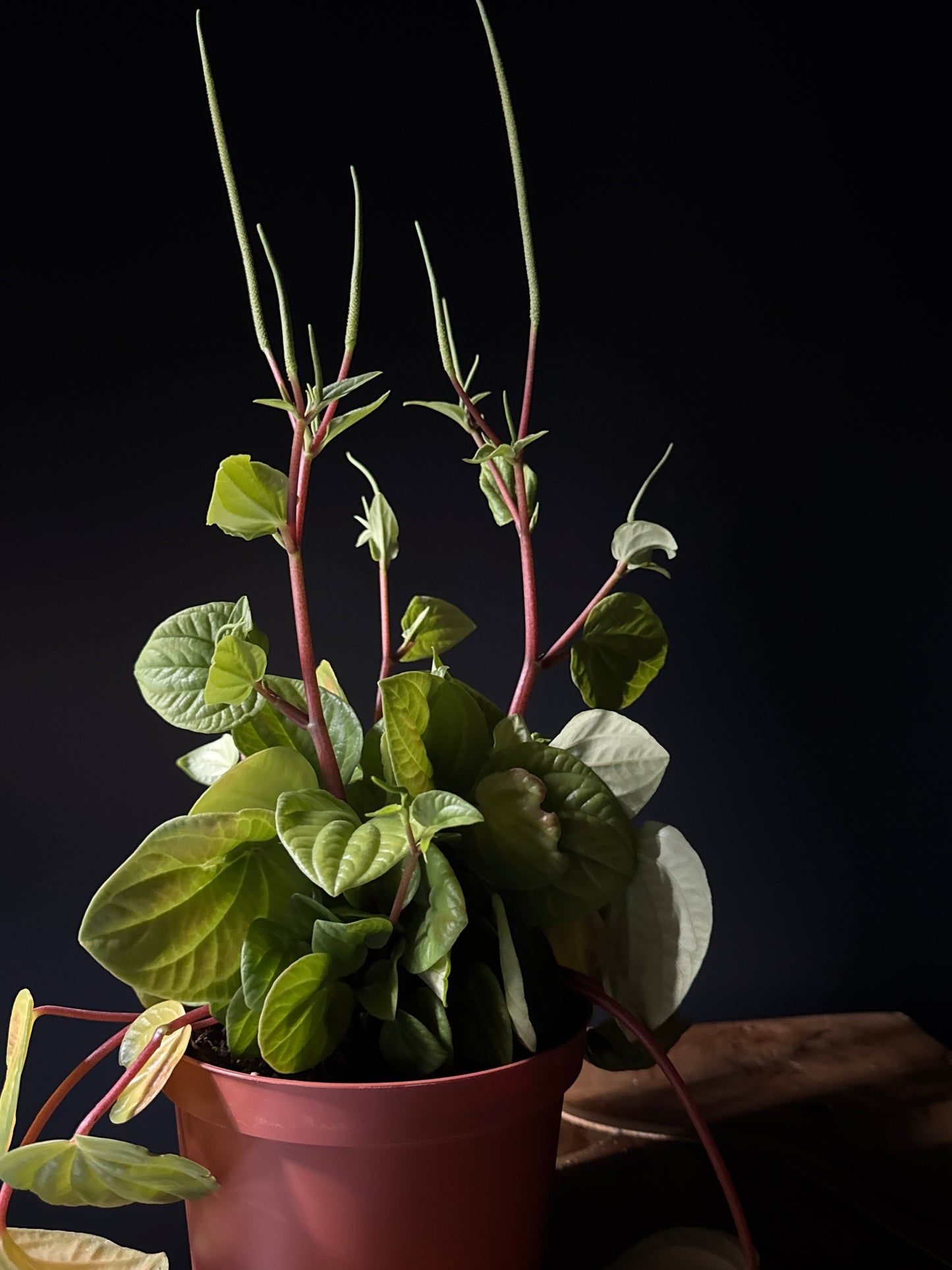 A Peperomia Rana Verde plant with glossy green leaves, housed in a red pot against a dark background.