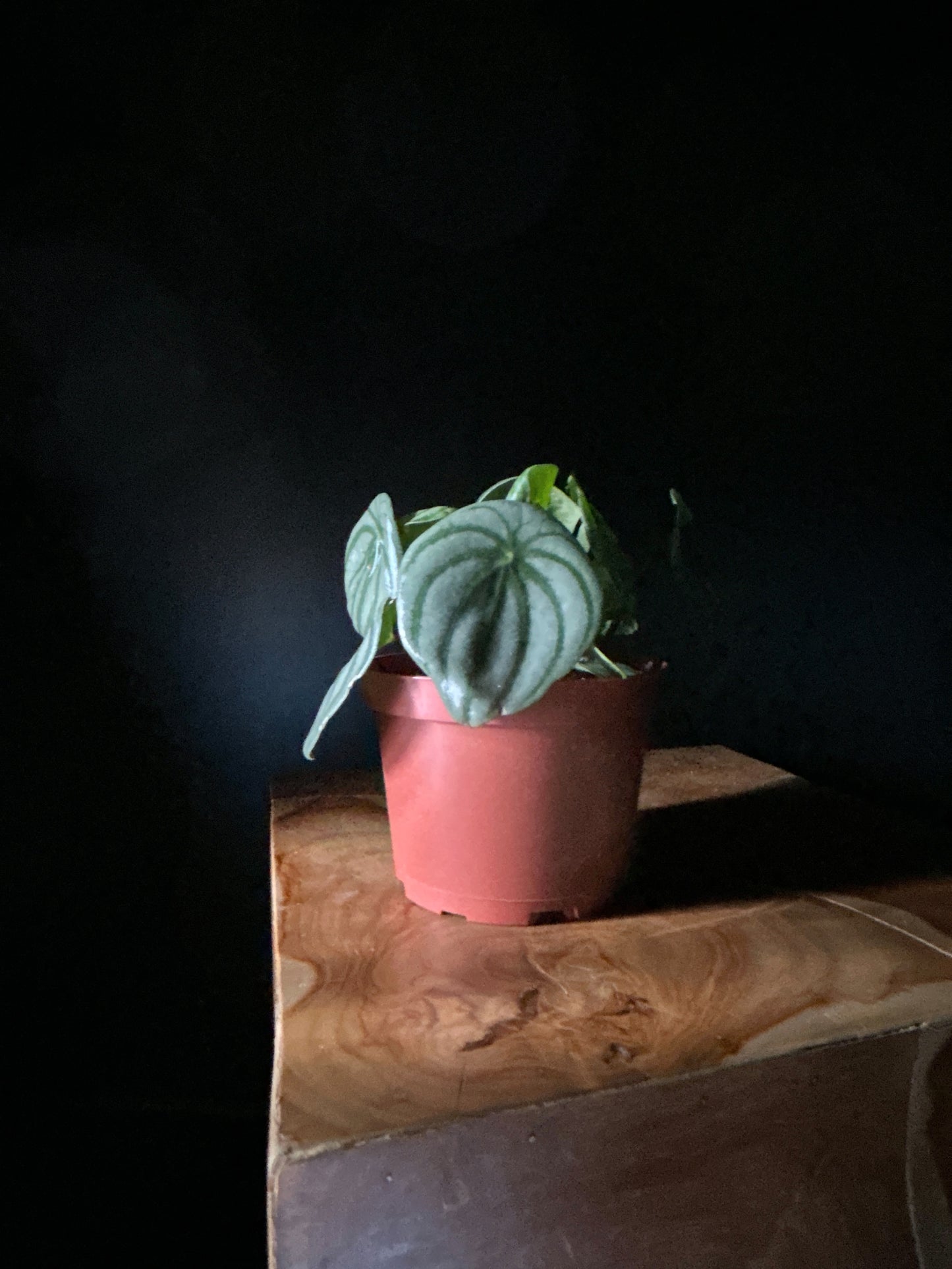 Peperomia 'Watermelon' plant with silver-striped leaves in a pink pot, placed on a wooden surface against a black background.