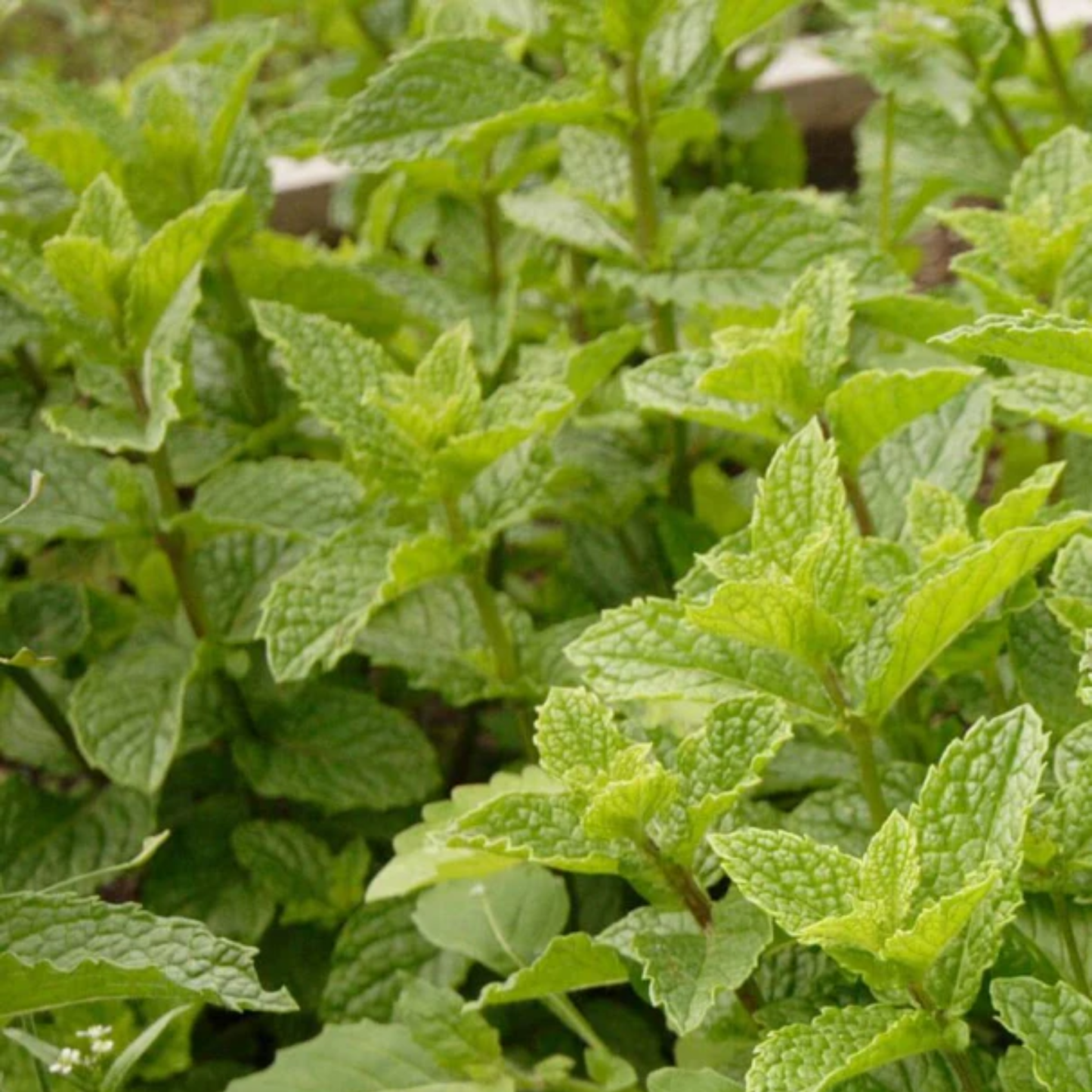 a close up of the green sharp leaves of a peppermint plant