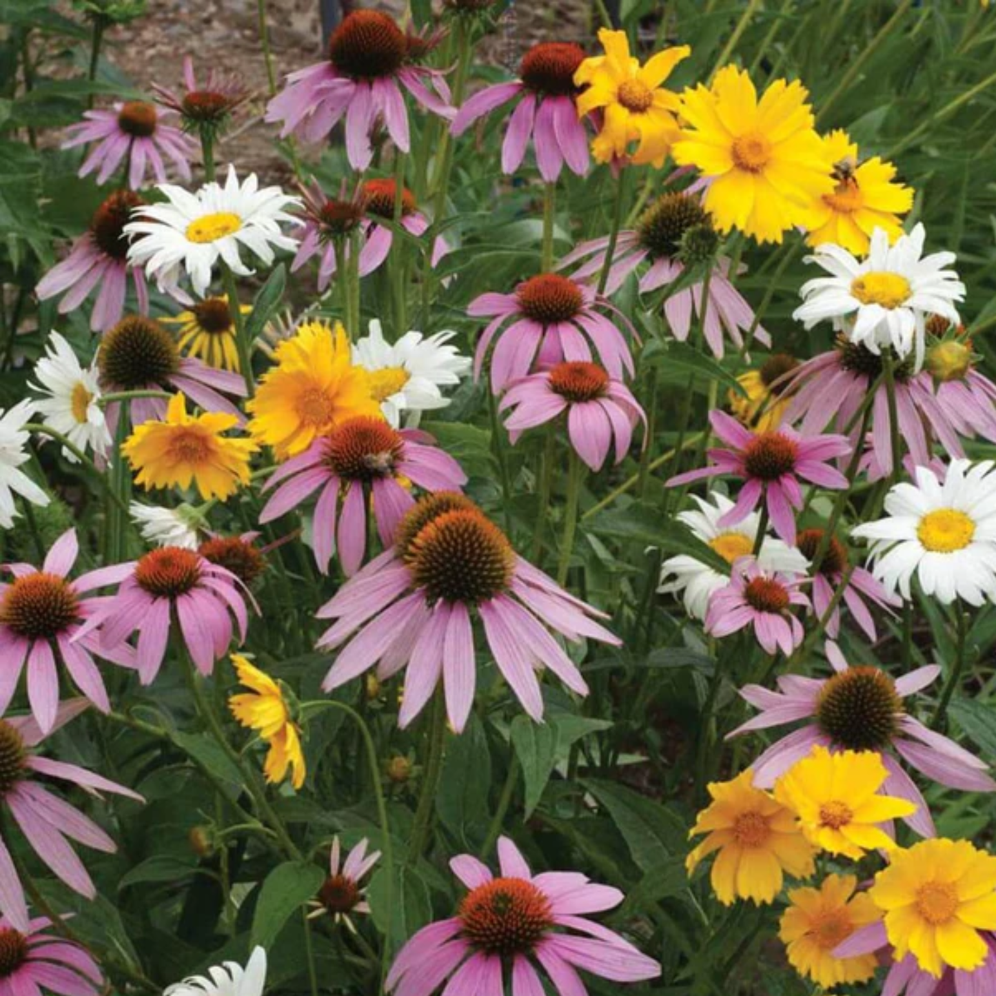 a field of bright pink yellow and white perennial wildflowers