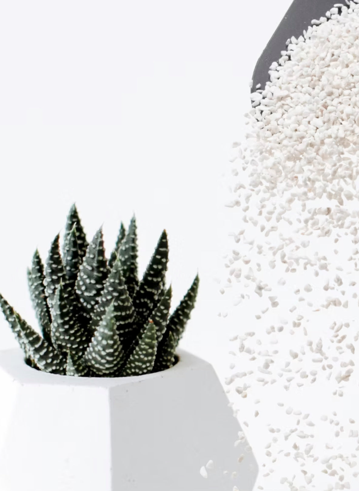 Cactus plant in a white pot on a white background and a silver scoop pouring white perlite next to it