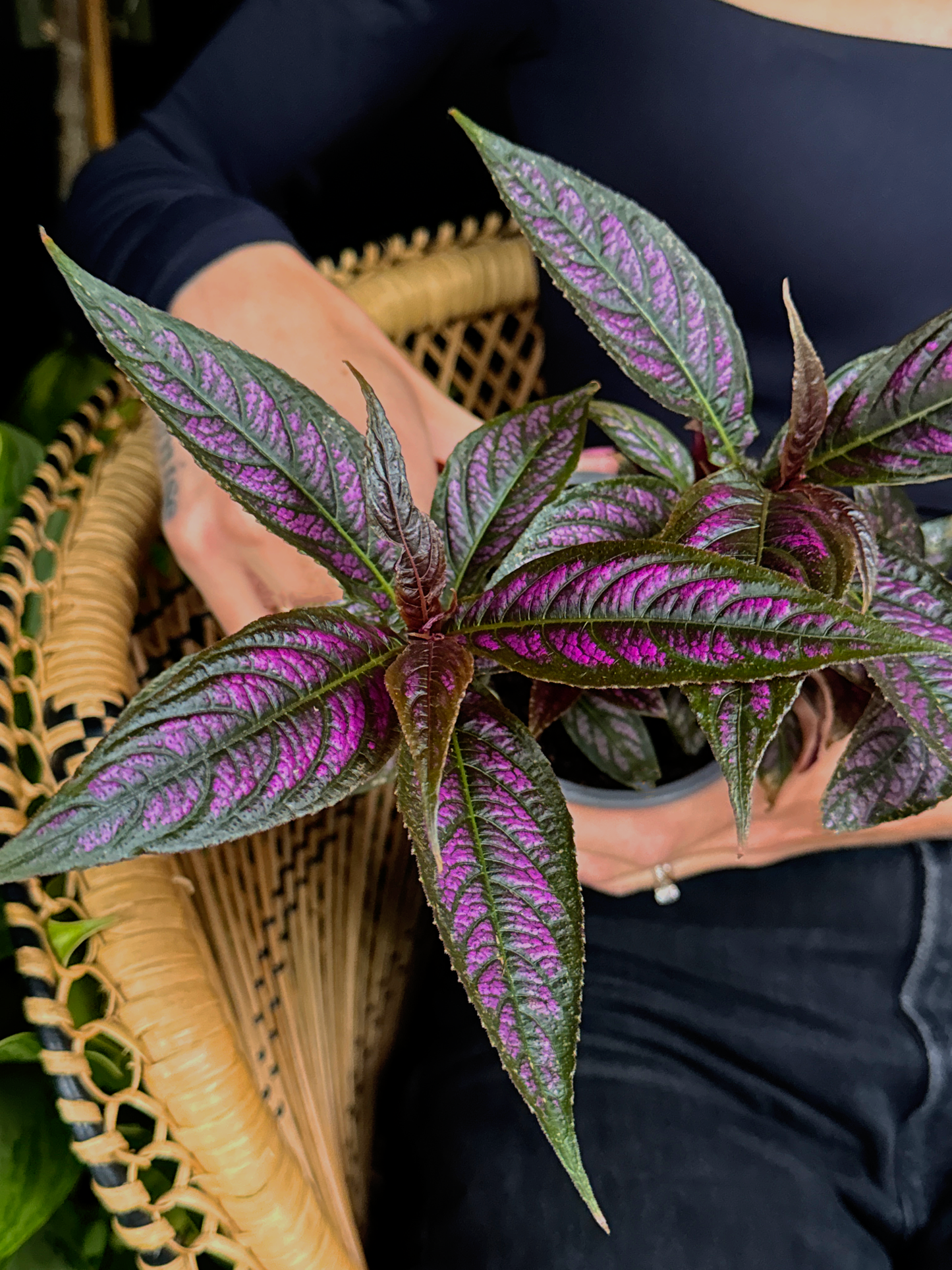 Person holding a Persian Shield (Strobilanthes dyerianus) plant with purple and green sword like leaves. sitting in a wicker chair in a black outfit