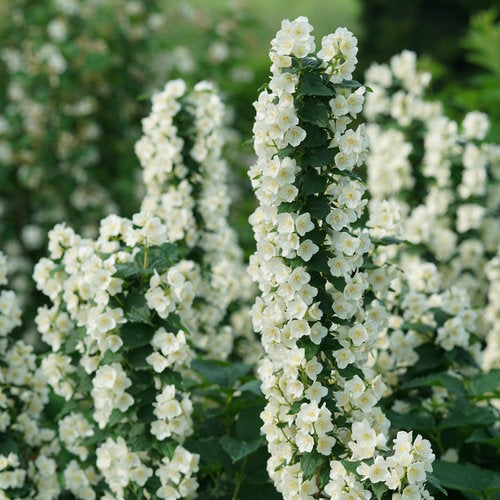 Tour Illuminati® Mock Orange (PW)