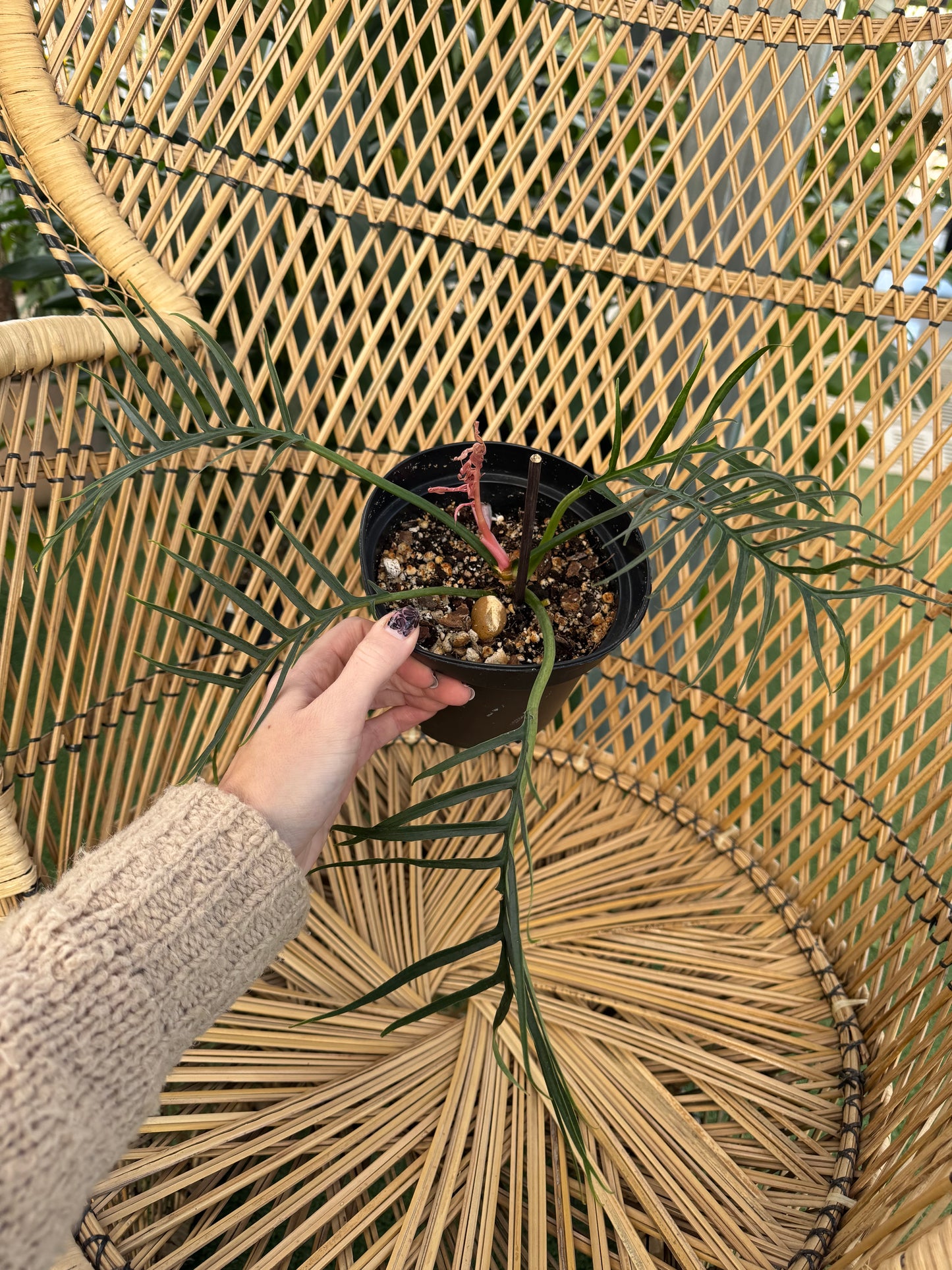 Person holding a potted philodendron tortum plant in front of a wicker chair