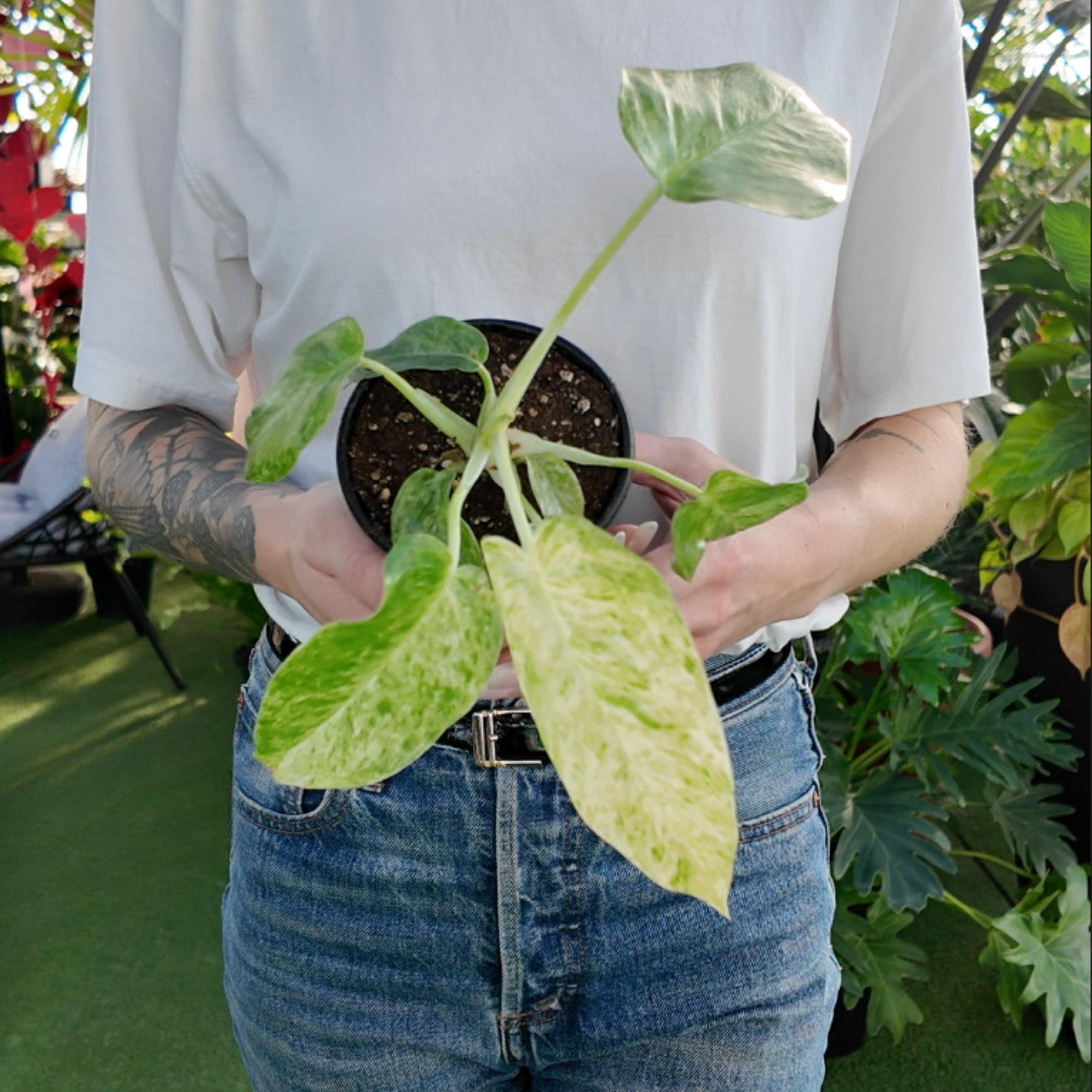 a person holding a potted philodendron blizzard plant in a greenhouse setting