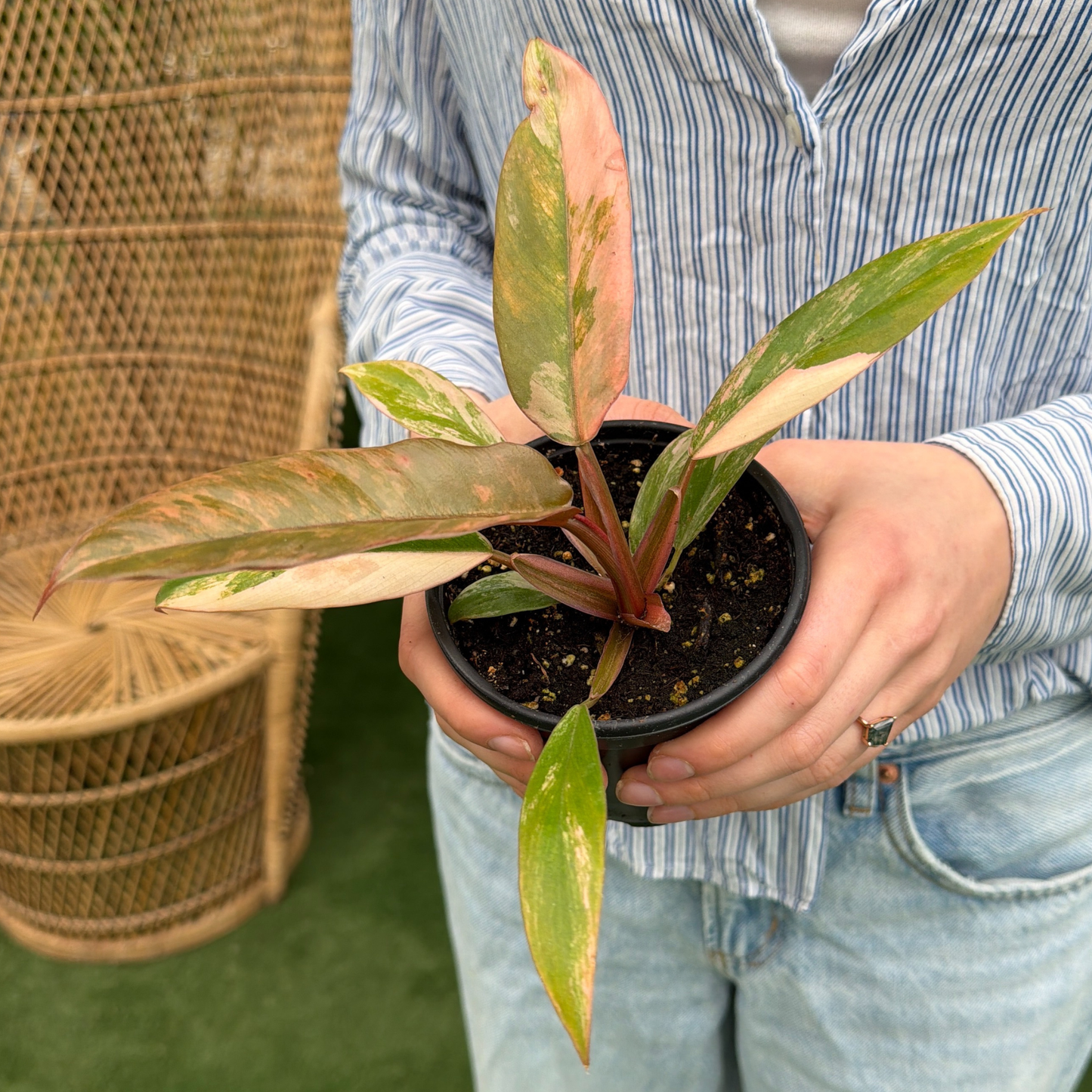 a person holding a potted philodendron Carmel marble plant in a greenhouse setting