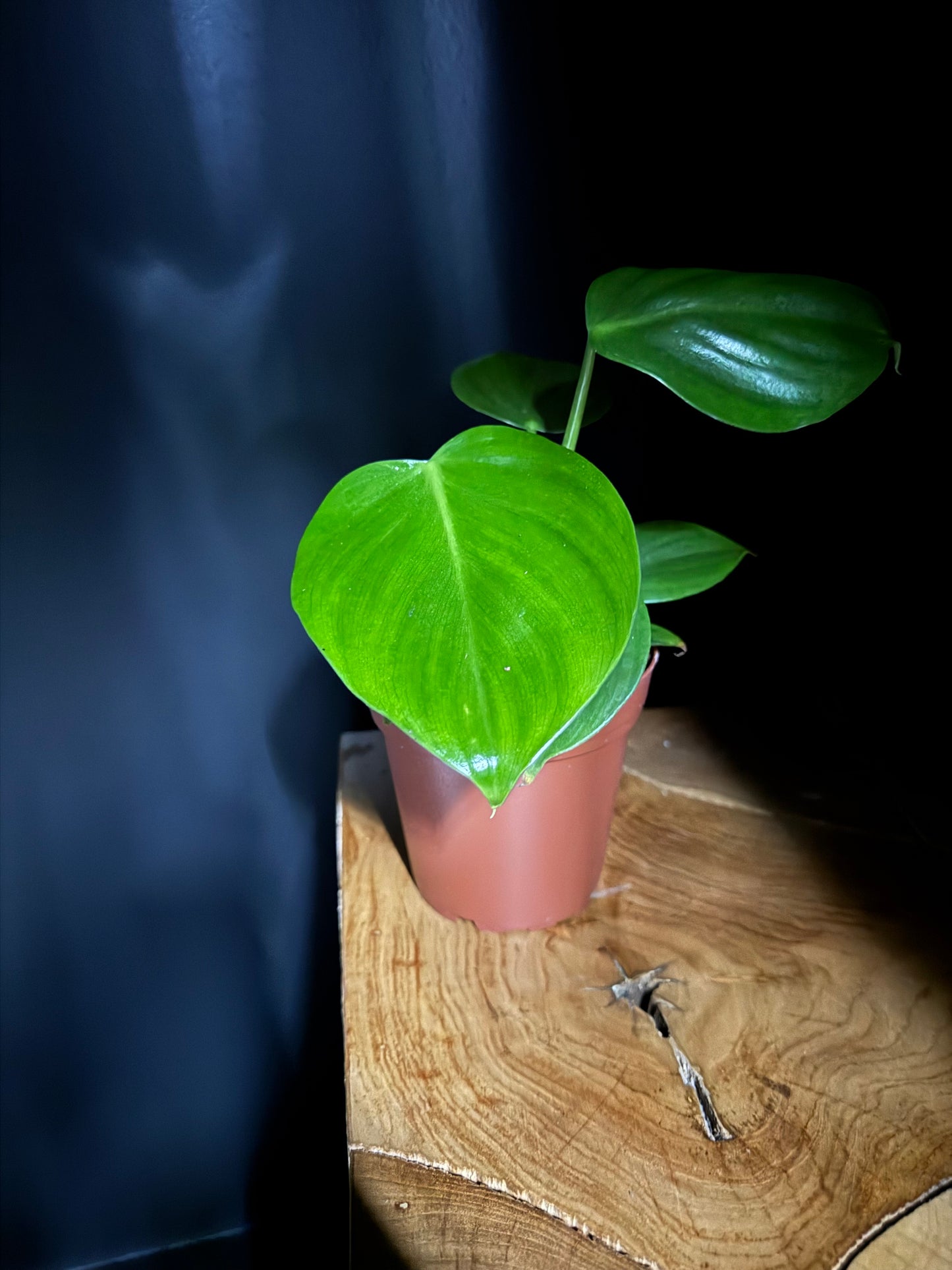 A young Philodendron grazielae plant with glossy, heart-shaped leaves in a 4-inch pot, placed on a wooden surface with a dark background.
