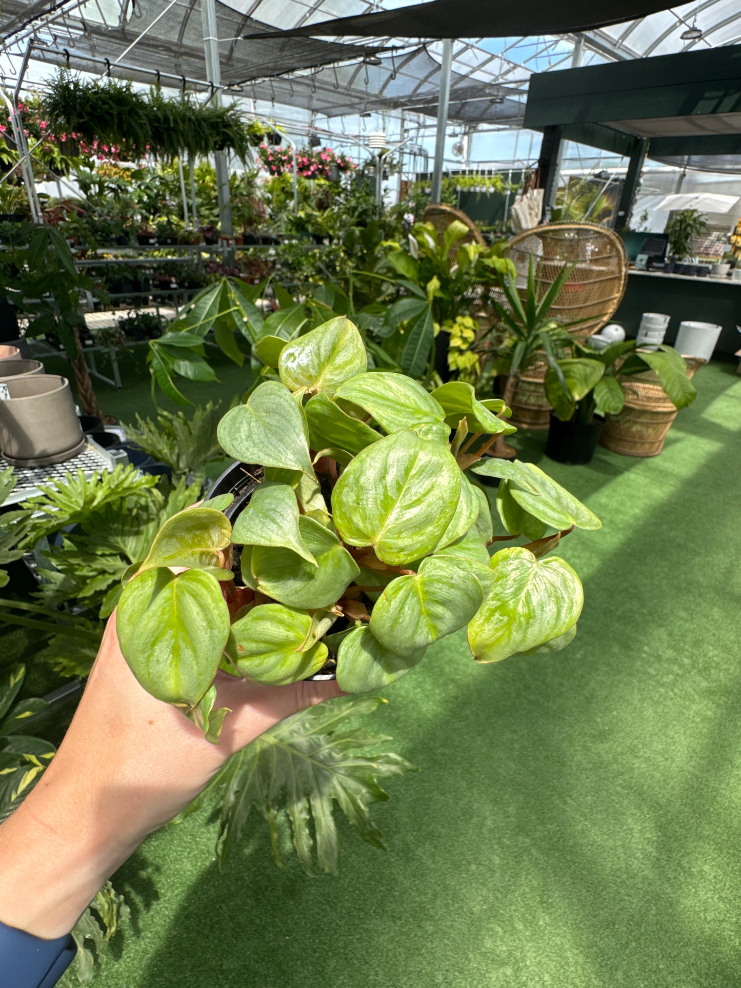 Hand holding a potted philodendron ornatum giant silver plant in a greenhouse setting