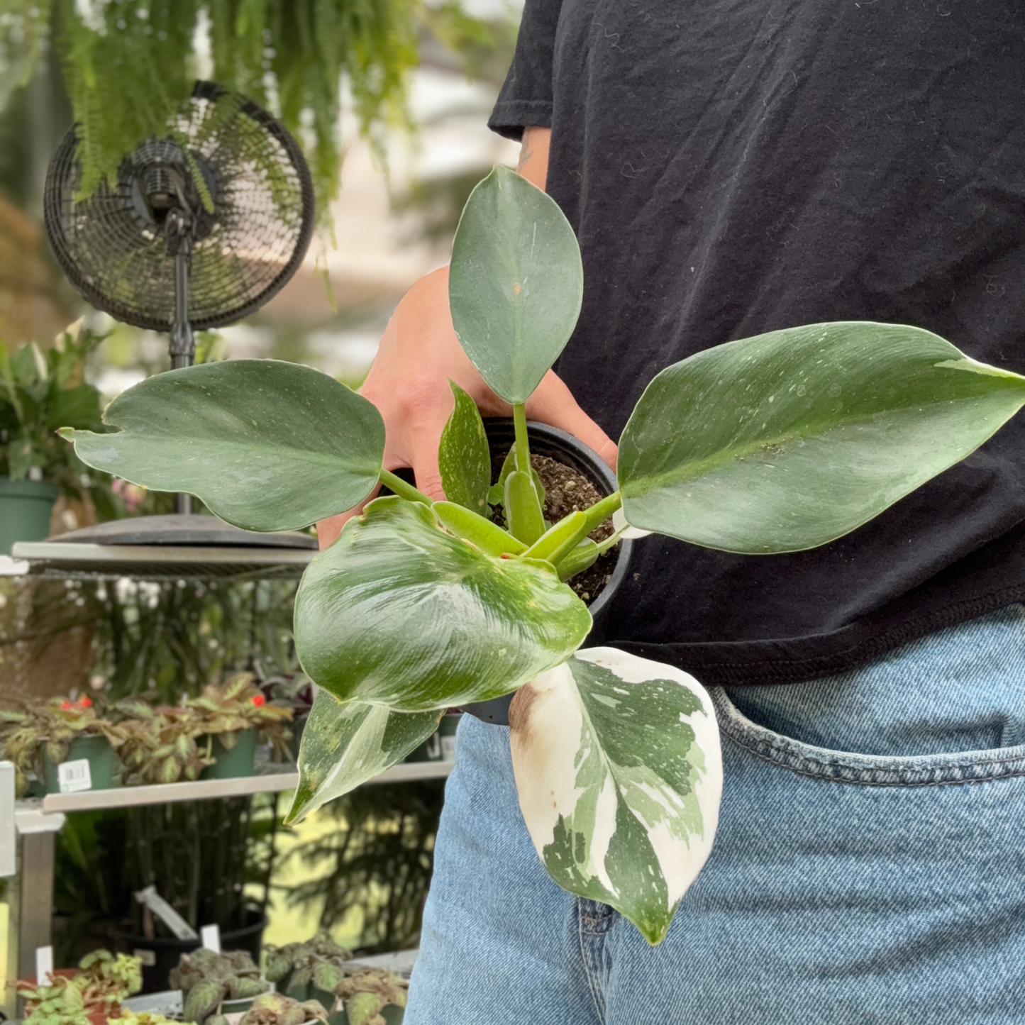 A person in a black t-shirt and blue jeans holds a small potted Philodendron white wizard plant with green and white variegated leaves in a greenhouse setting.