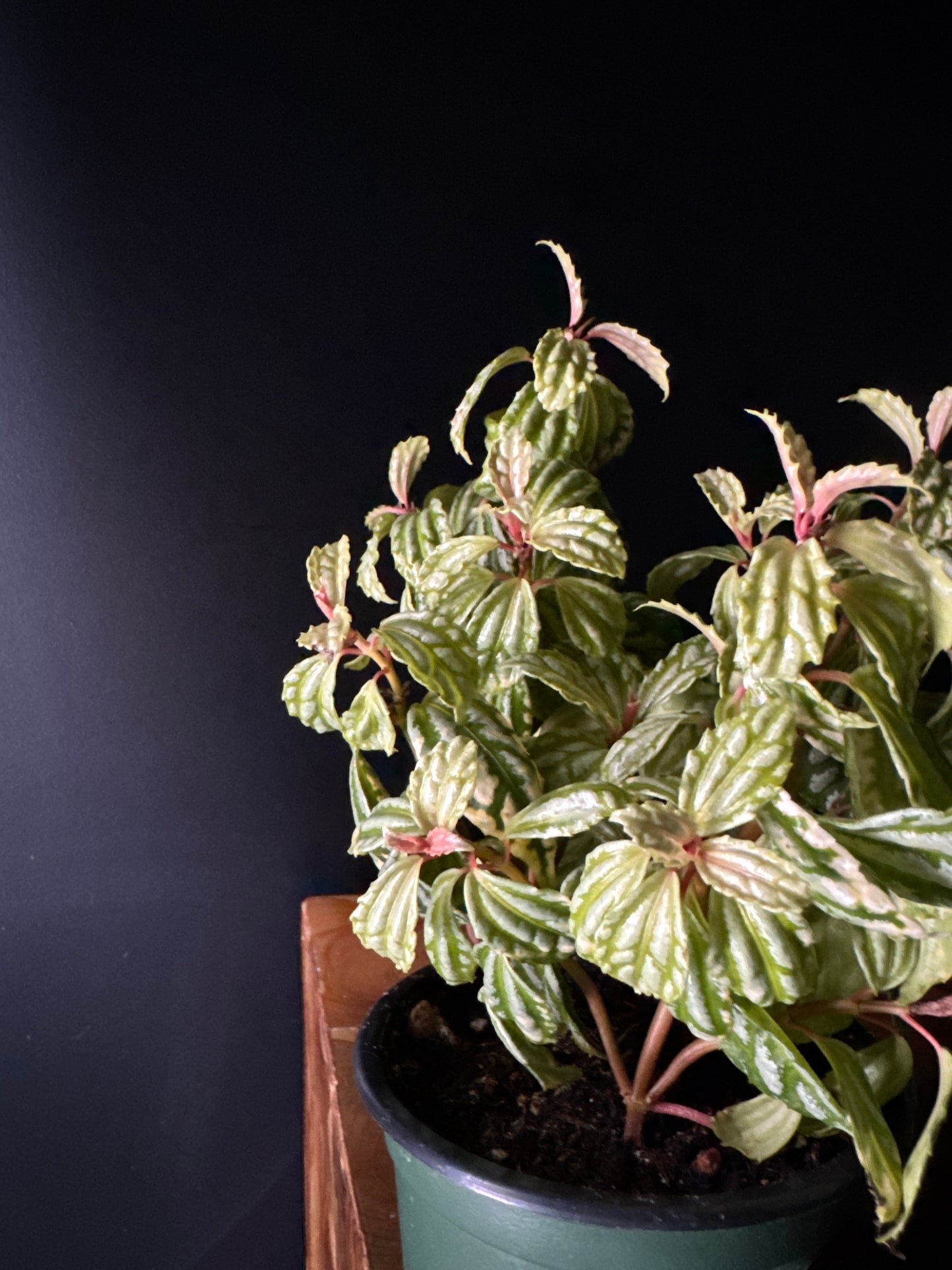 A Pilea 'Aluminum Plant' with metallic silver markings on green leaves, potted and placed against a dark background.