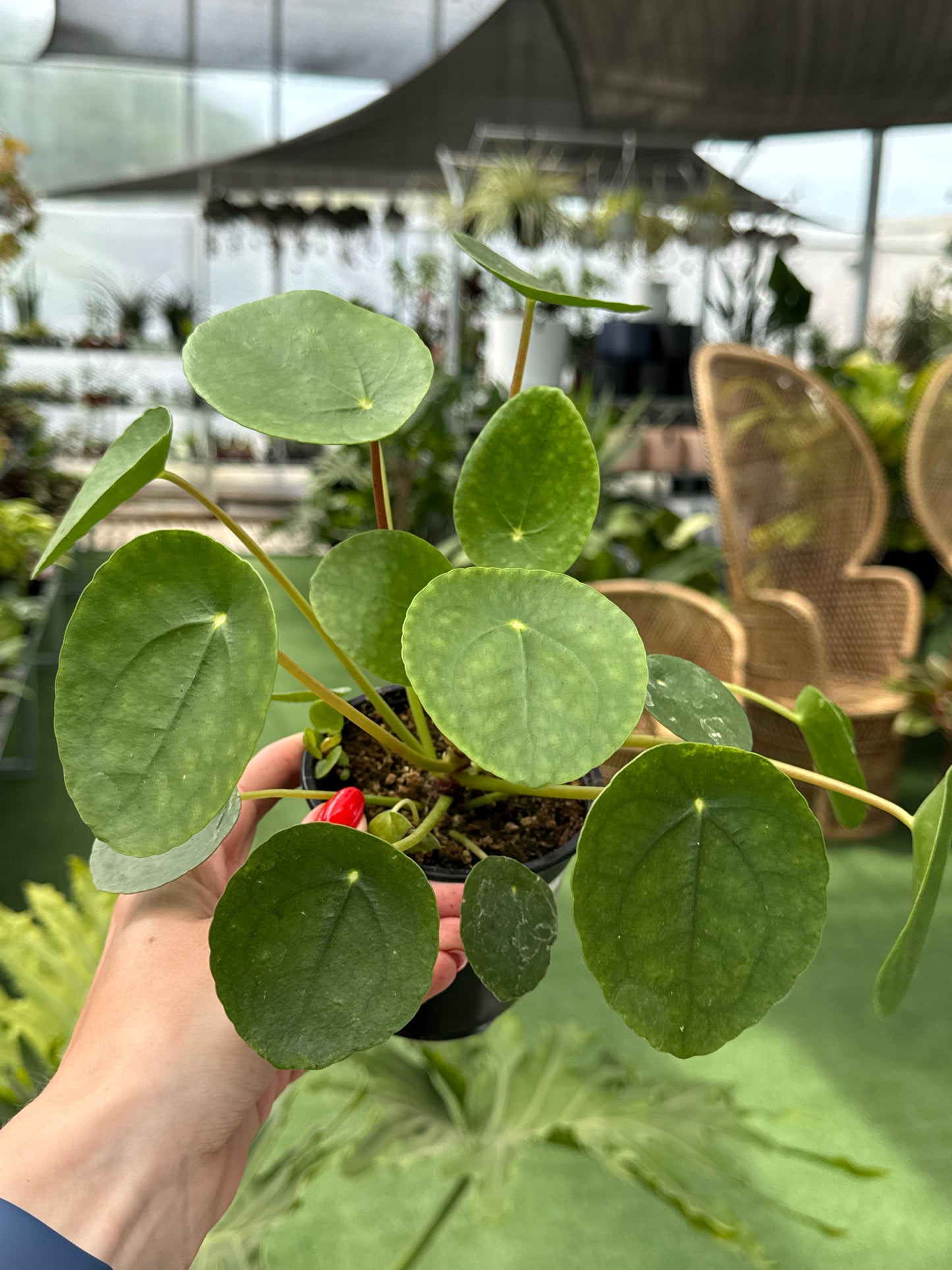 Hand holding a green potted plant with a blurred indoor background