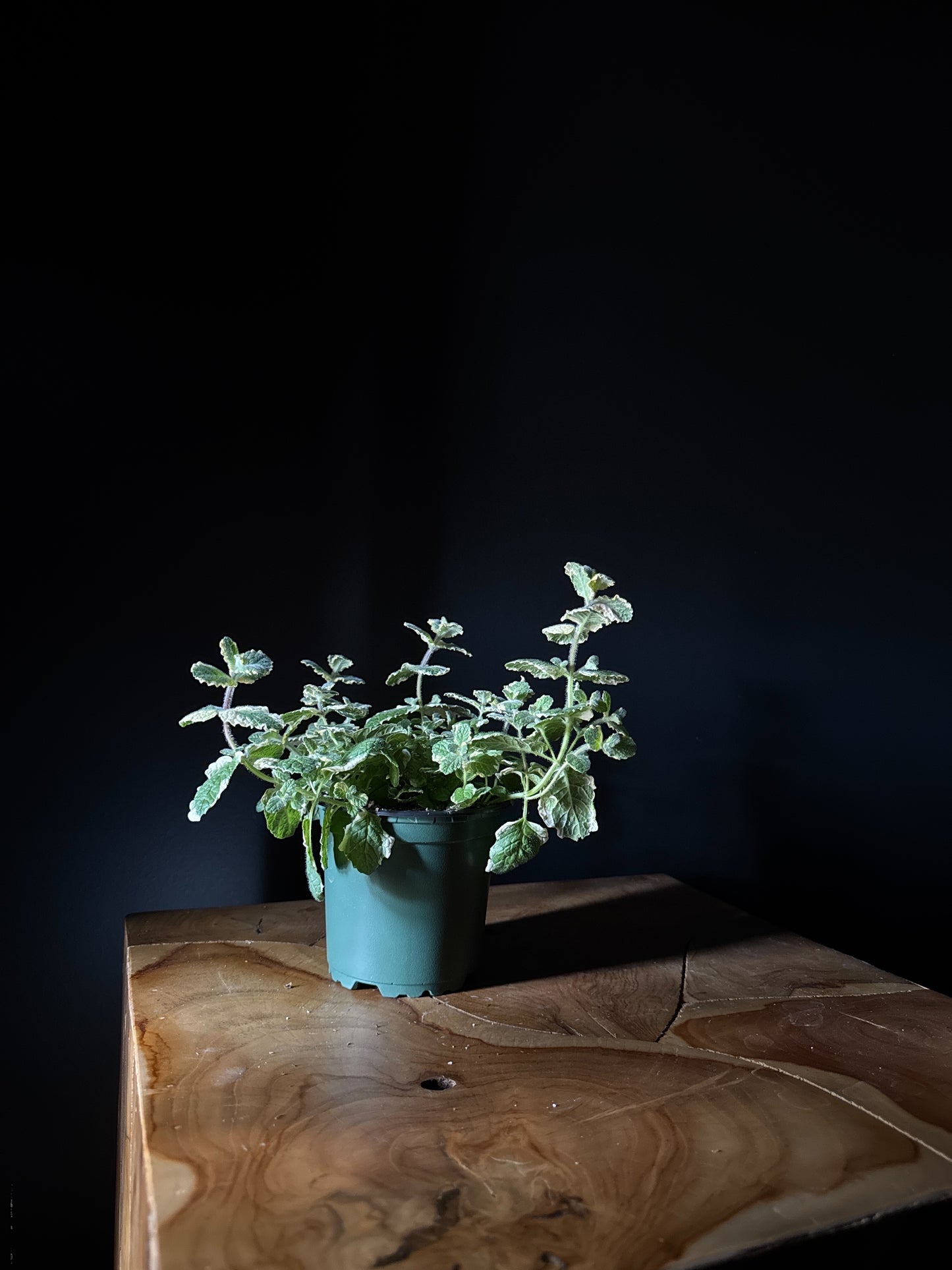 pineapple mint plant on wooden surface with black background